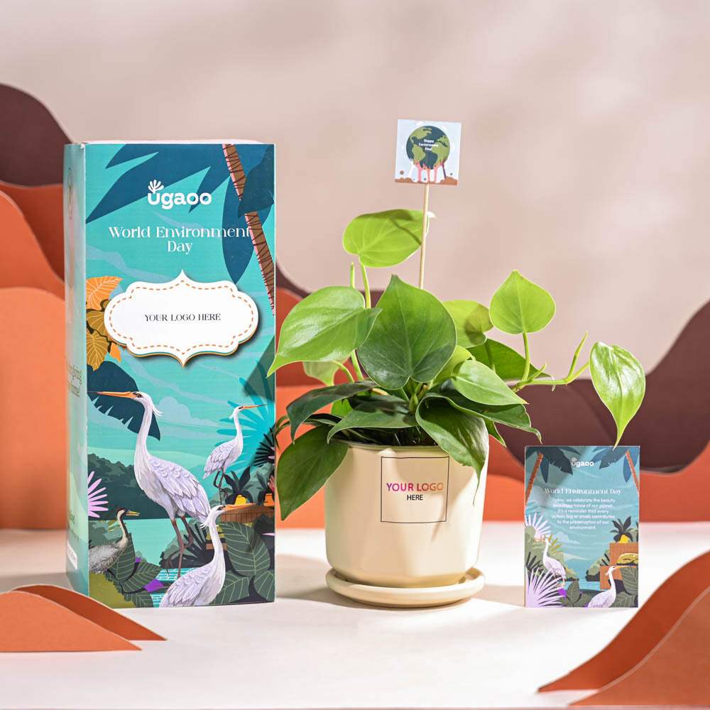 Ugaoo Philodendron Oxycardium Green Plant For Environment Day Gifting - view 49