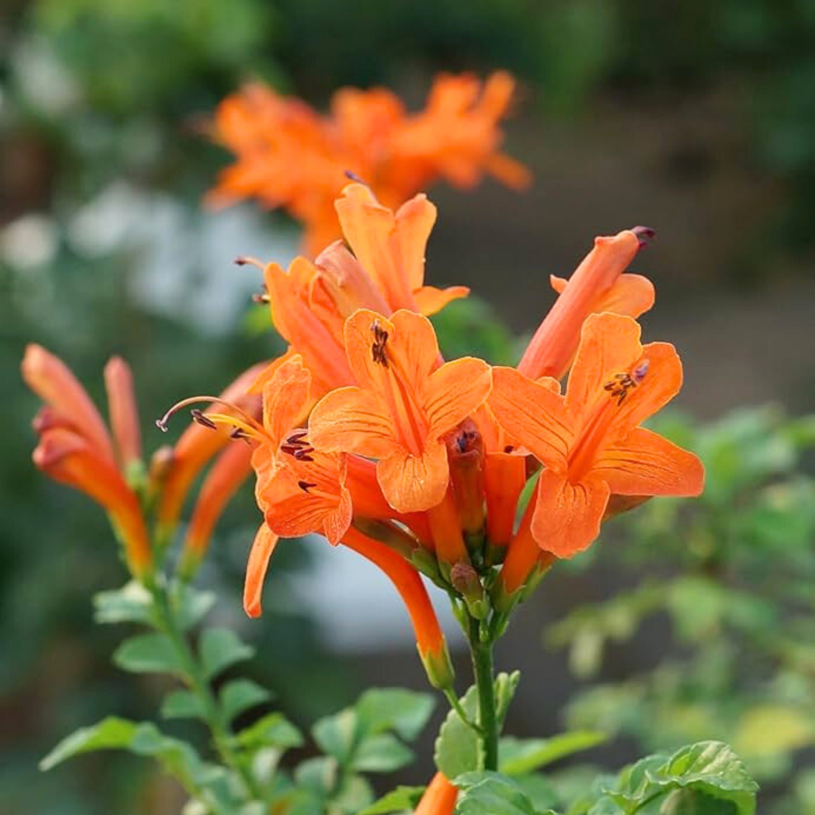 DZ Cape Honeysuckle Orange (Tecoma capensis) Flowering Live Plant - view 4