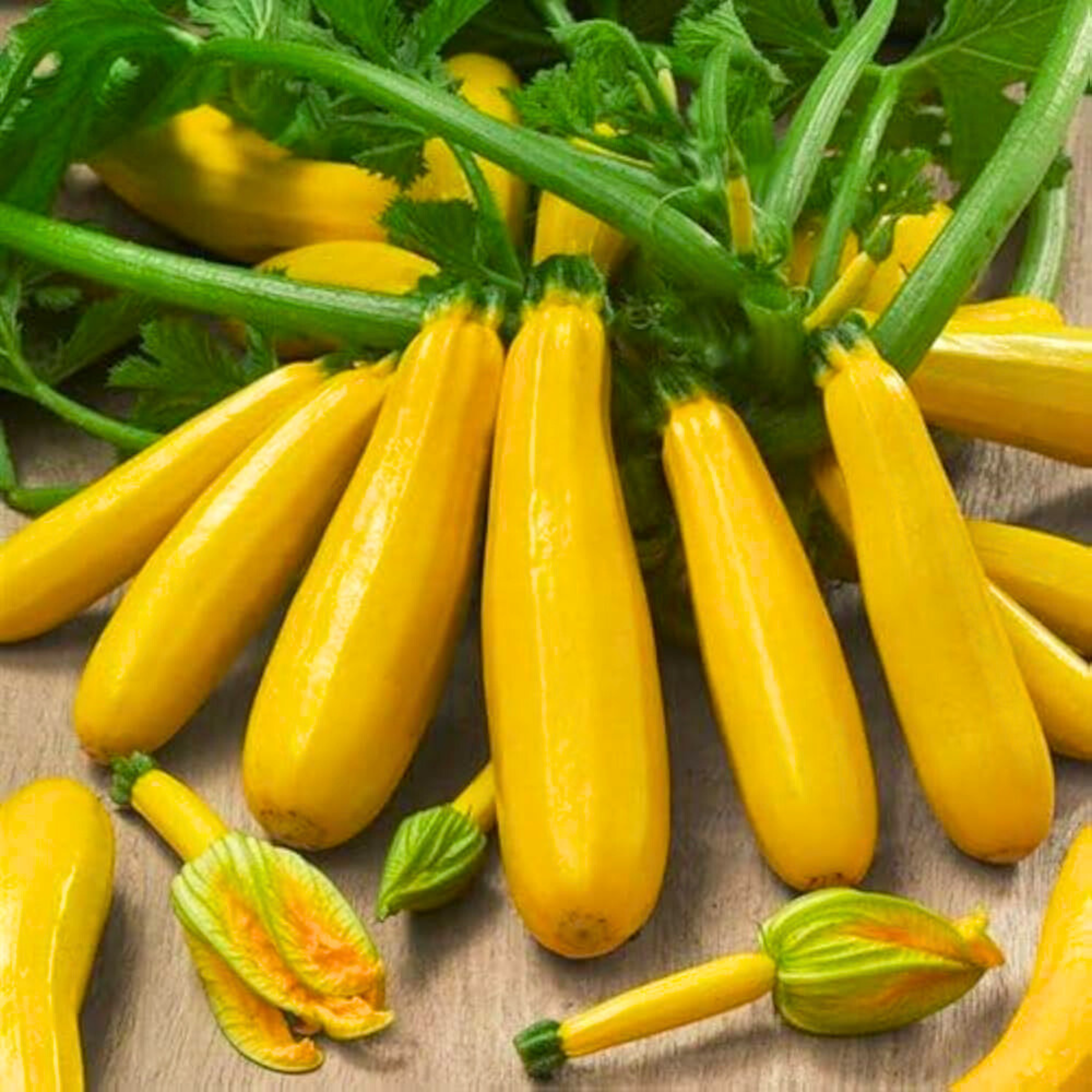 Seed2Plant Yellow Squash Seeds - Hybrid - view 3