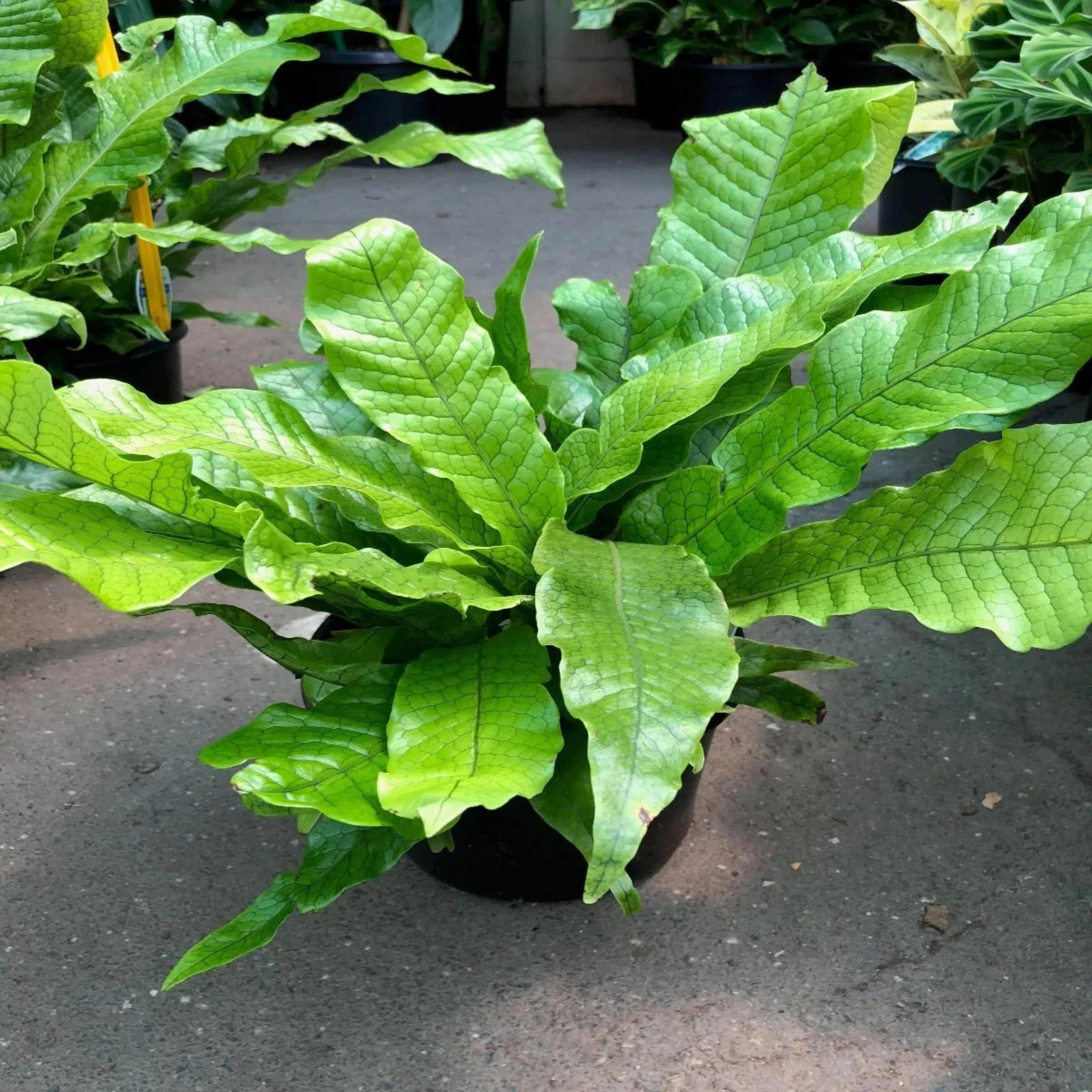 DZ Crocodile Fern (Microsorum musifolium) Indoor/Outdoor Live Plant - view 2