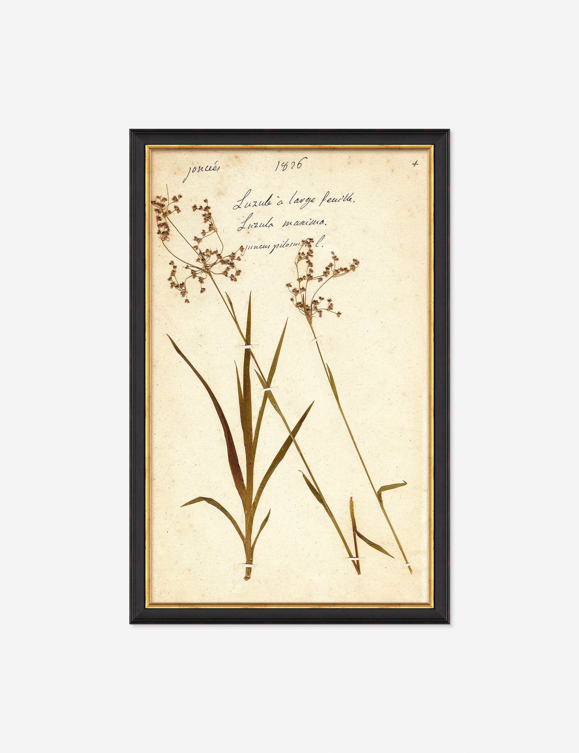 Lulu and Georgia Herbarium E Wall Art – Black