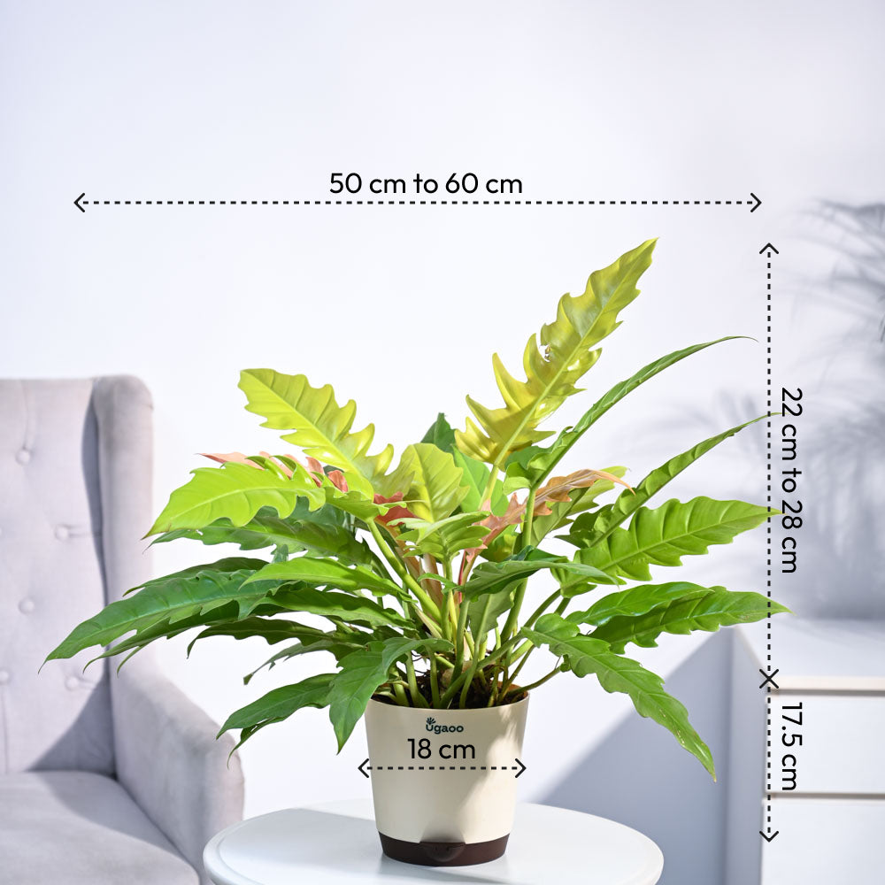 Ugaoo Philodendron Pluto Golden Plant - view 3