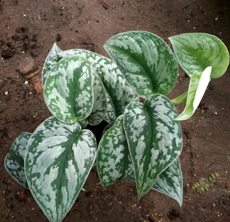 DZ Silver Pothos (Scindapsus pictus) Money Plant Indoor Live Plant - view 3