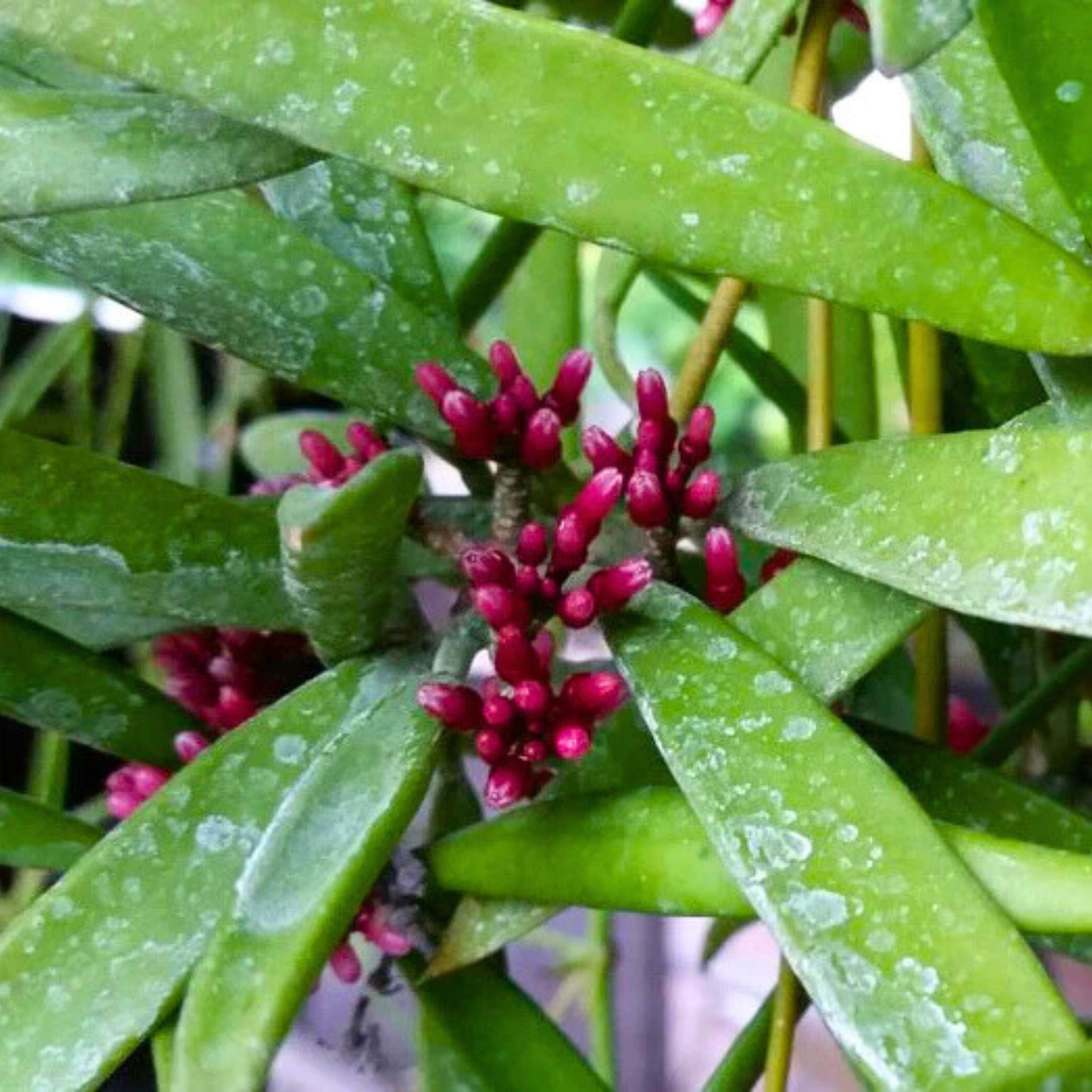 DZ Dischidia Parasitica