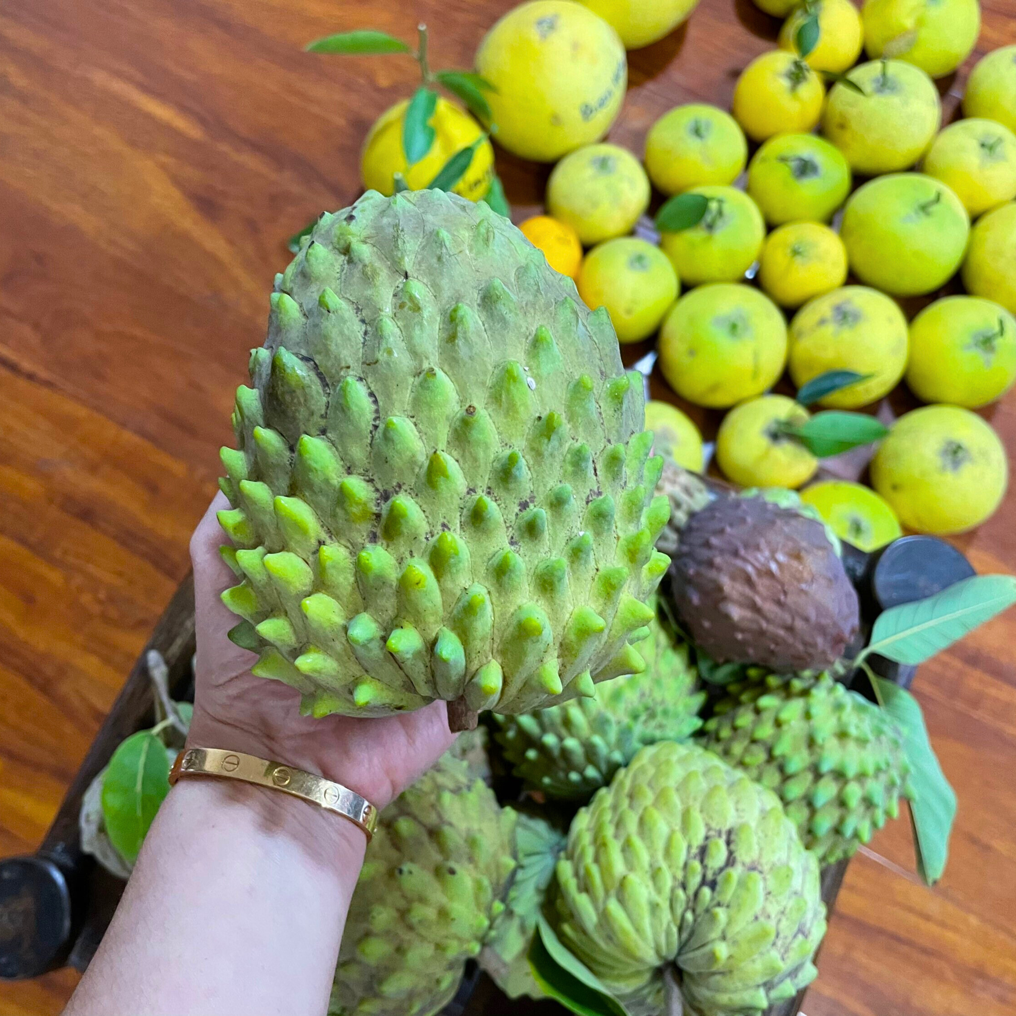 VL Green Geffner Atemoya Fruit Live Plant