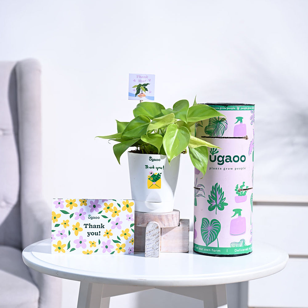 Ugaoo Philodendron Golden Thank you Gift Hamper - view 2