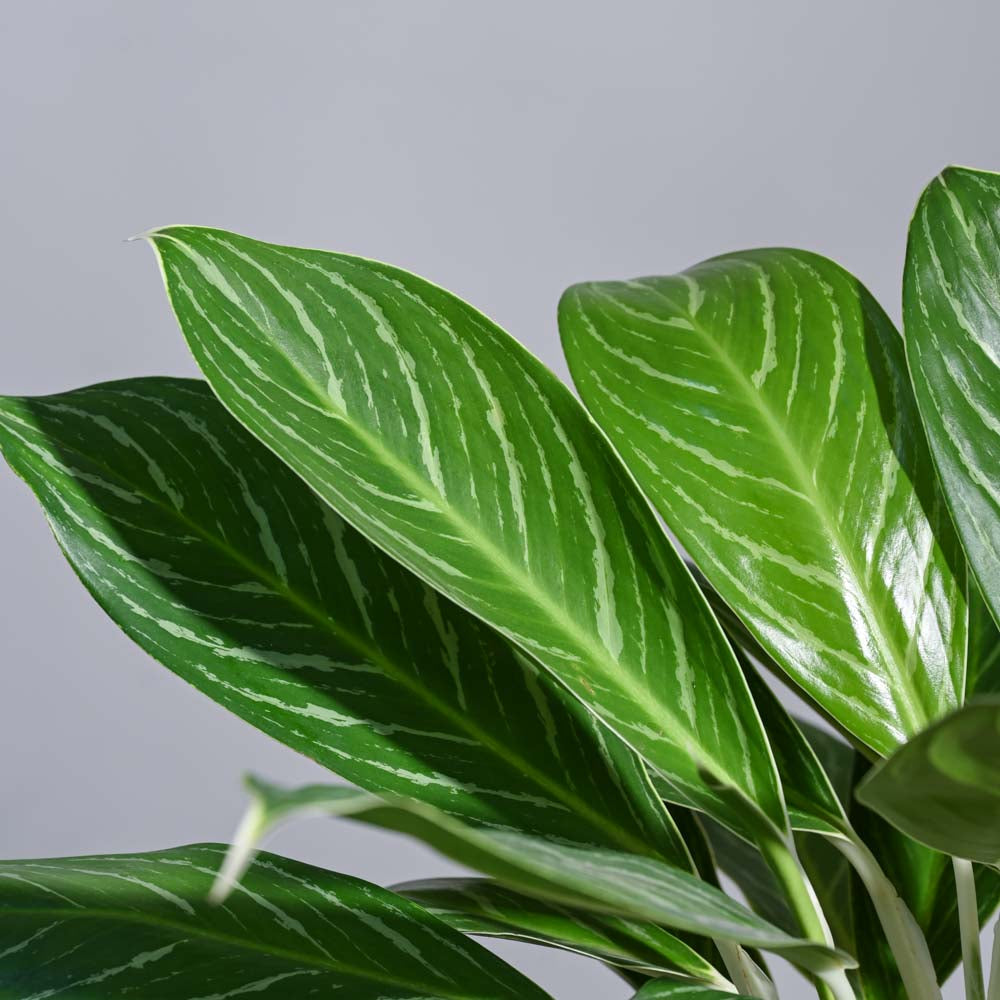 Ugaoo Aglaonema Stripes Plant - XL - view 5