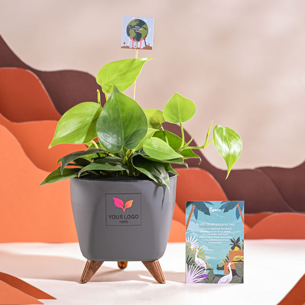Ugaoo Philodendron Oxycardium Green Plant For Environment Day Gifting - view 61