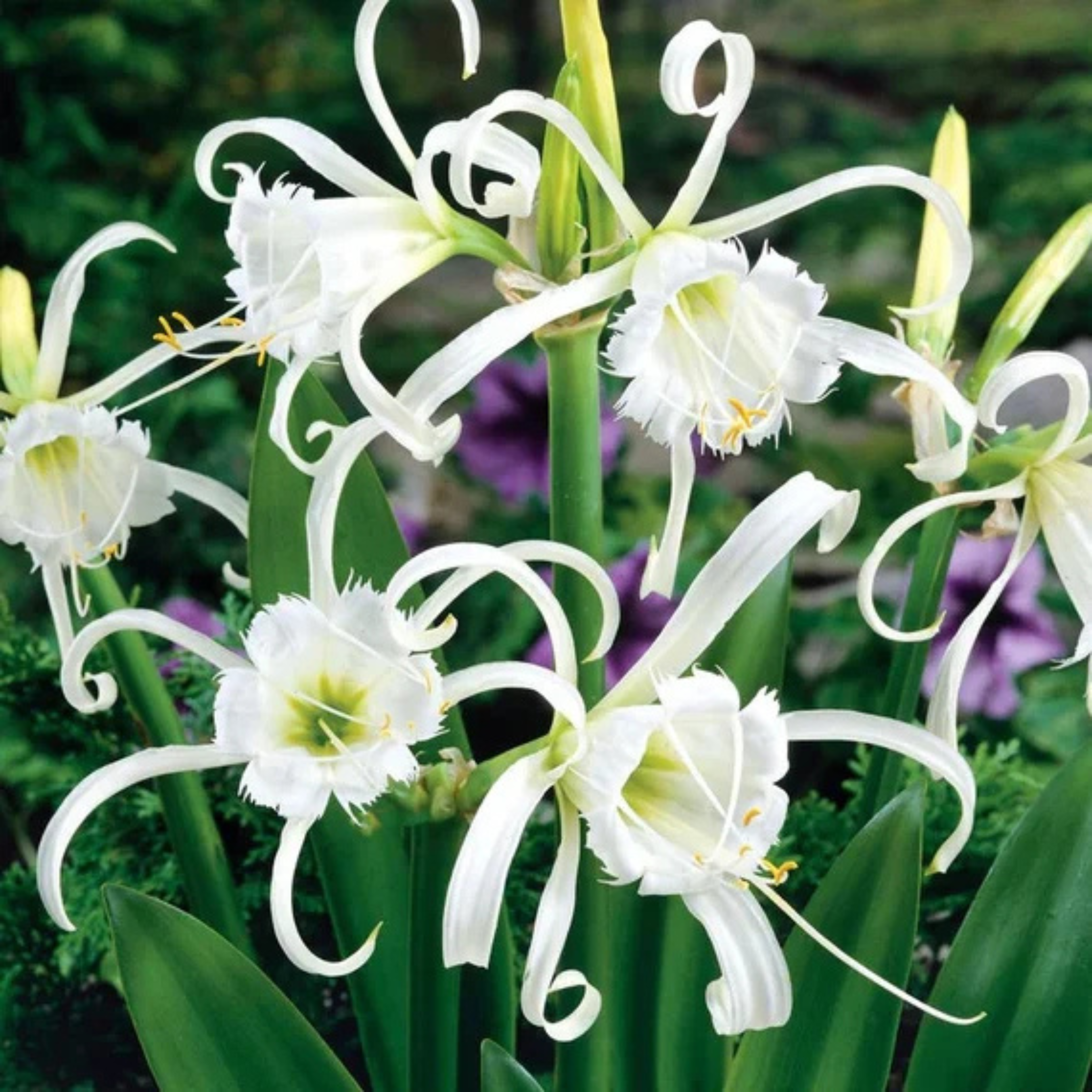 MR White Spider Lily (Hymenocallis carolinia) Fragrant Flowering Live Plant