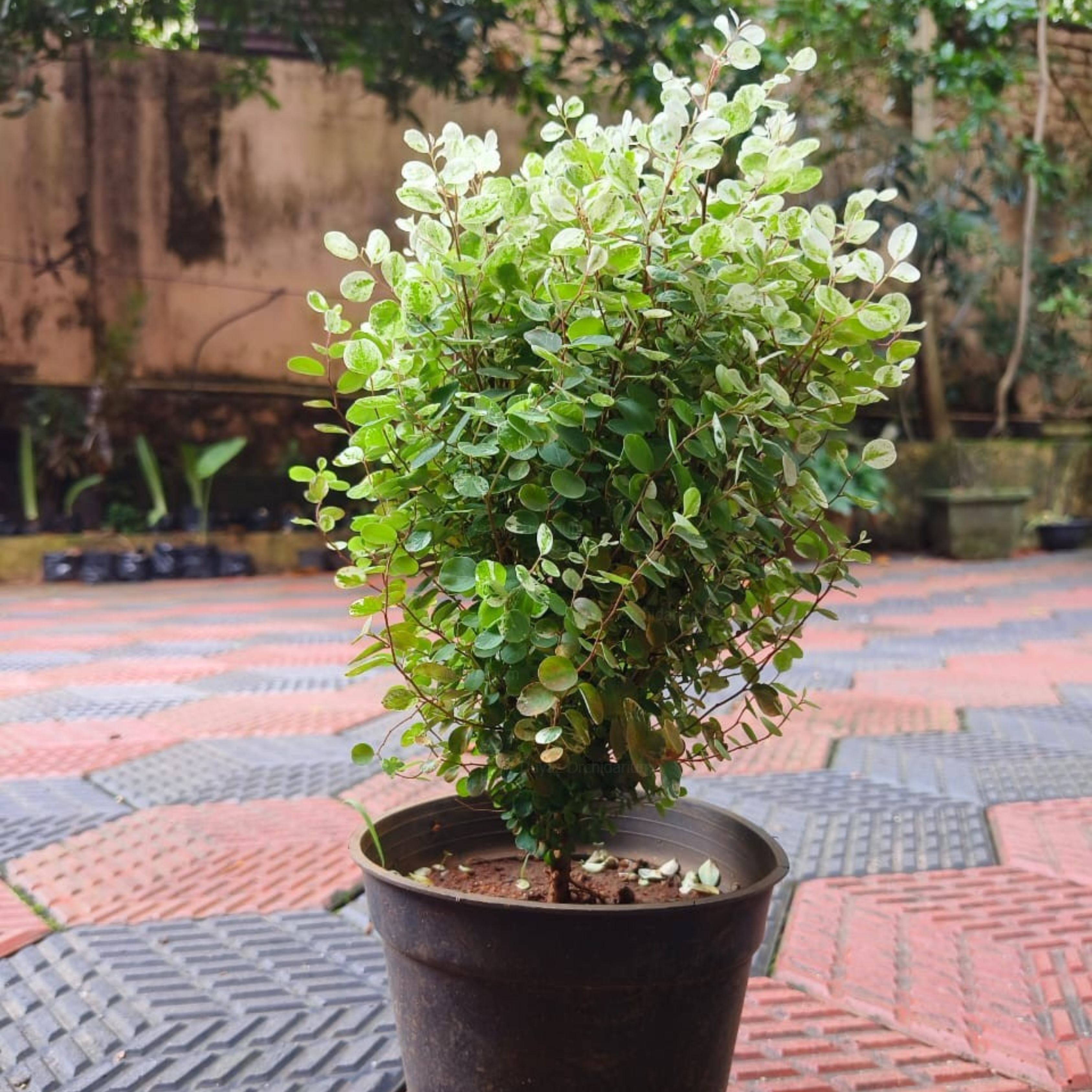 DZ Breynia Disticha (Snow Bush) Indoor/Outdoor Live Plant - view 2
