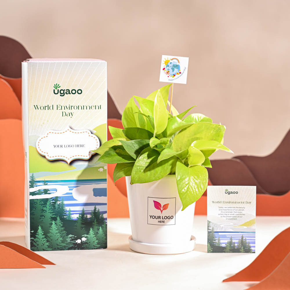 Ugaoo Money Plant Golden For Environment Day Gifting