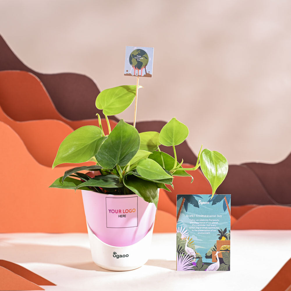 Ugaoo Philodendron Oxycardium Green Plant For Environment Day Gifting - view 26
