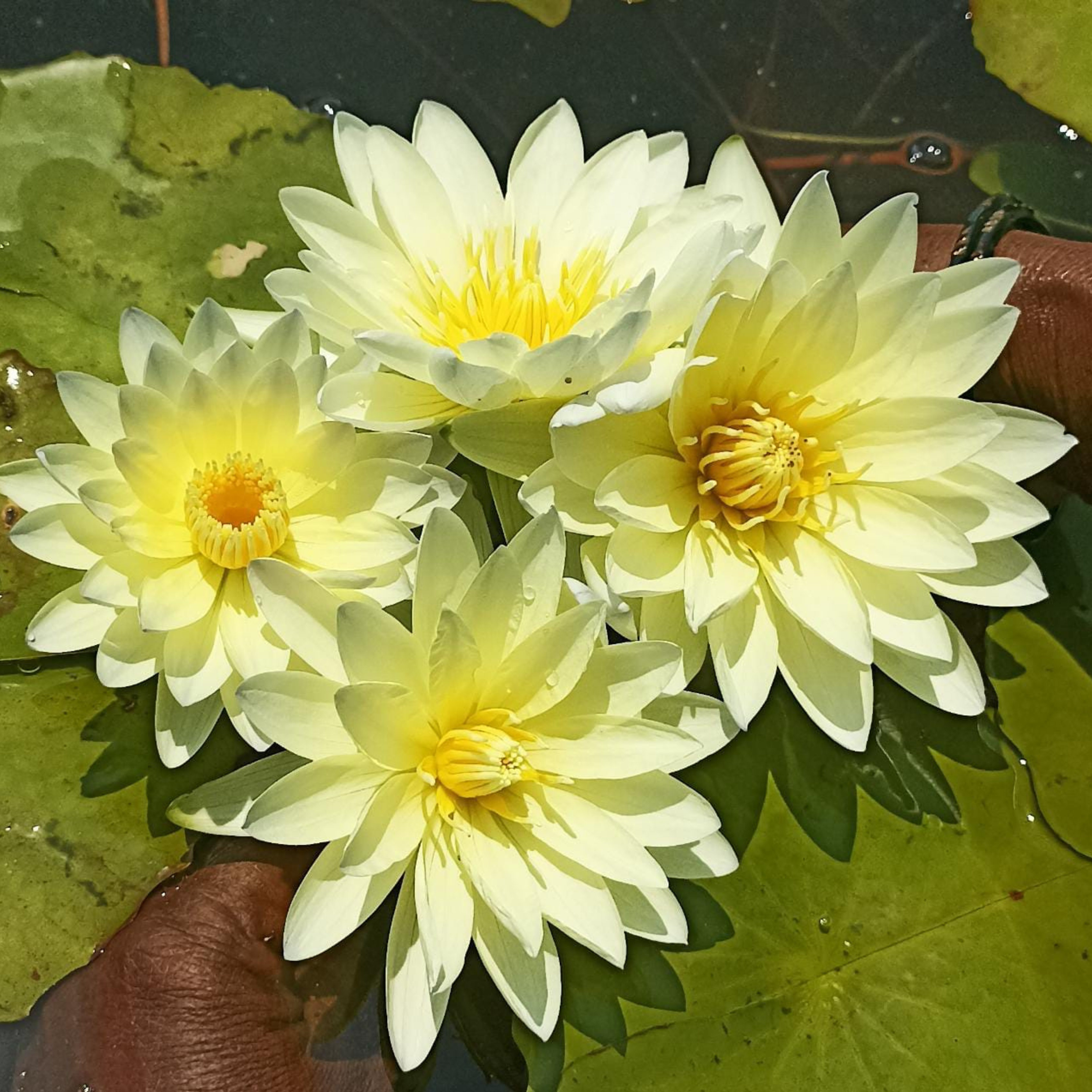 DZ Nymphaea Poonsub
