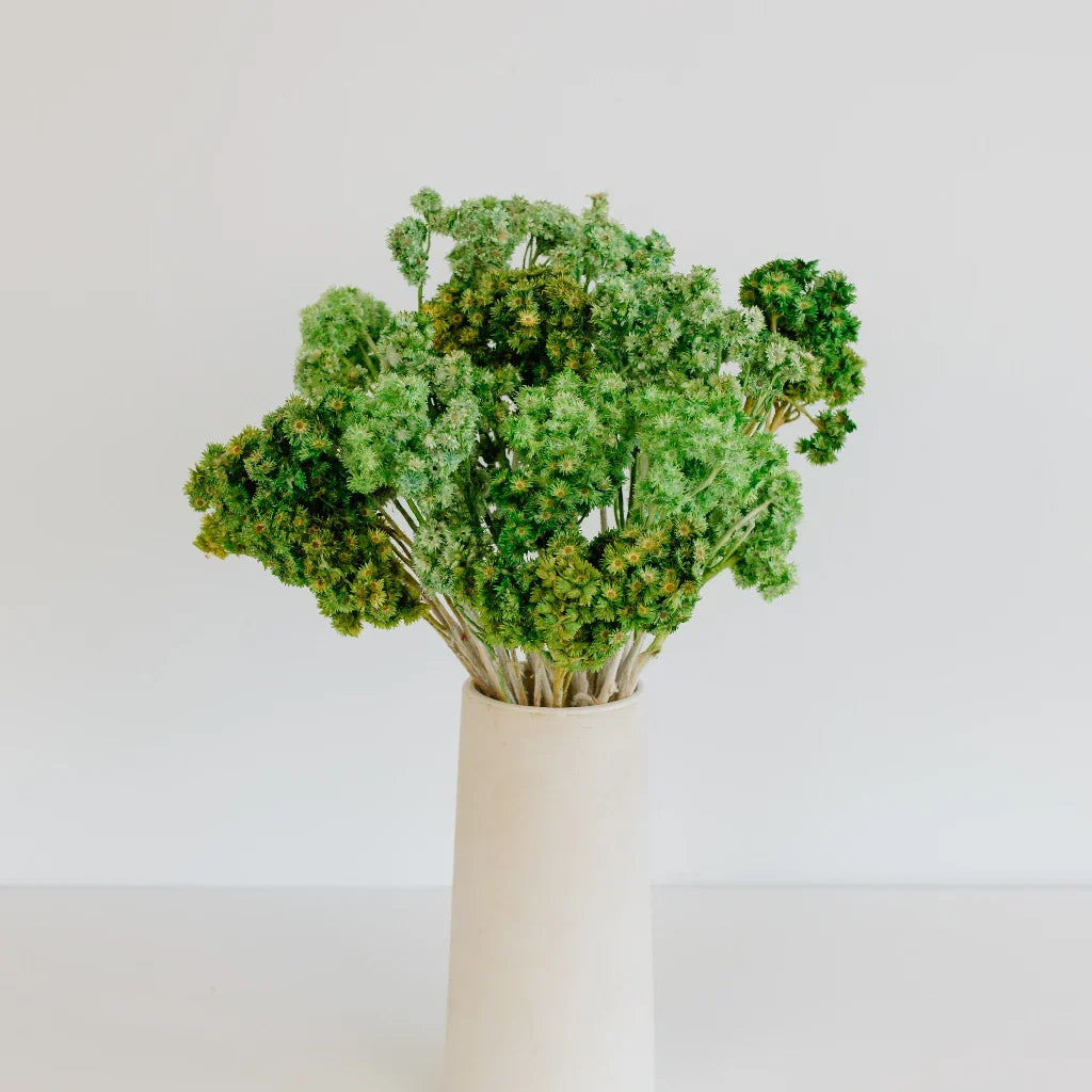 FiftyFlowers Green Dried Andean Asters