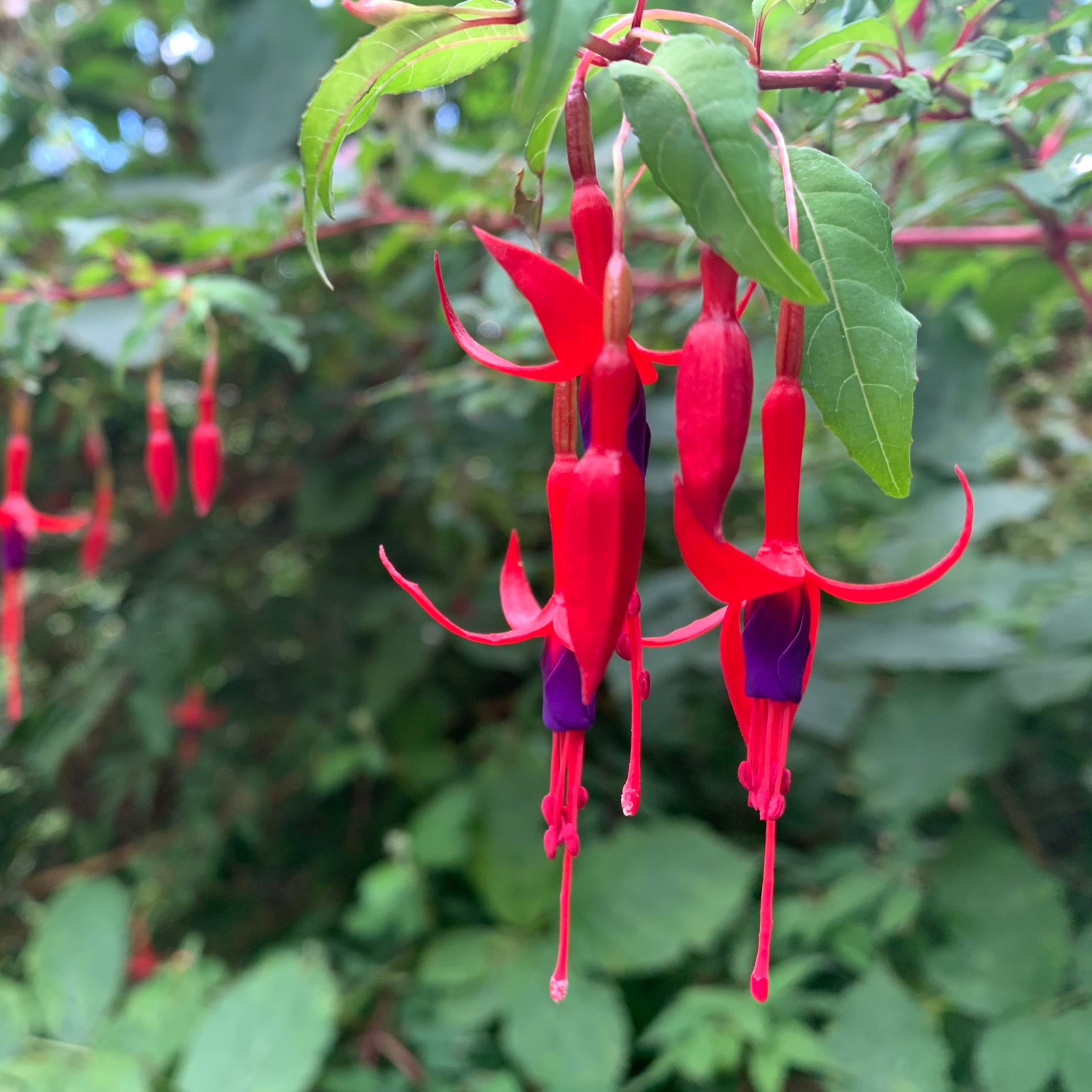 MR Fuchsia Desi Variety (Fuchsia magellanica) Rare All Time Flowering Live Plant - view 3