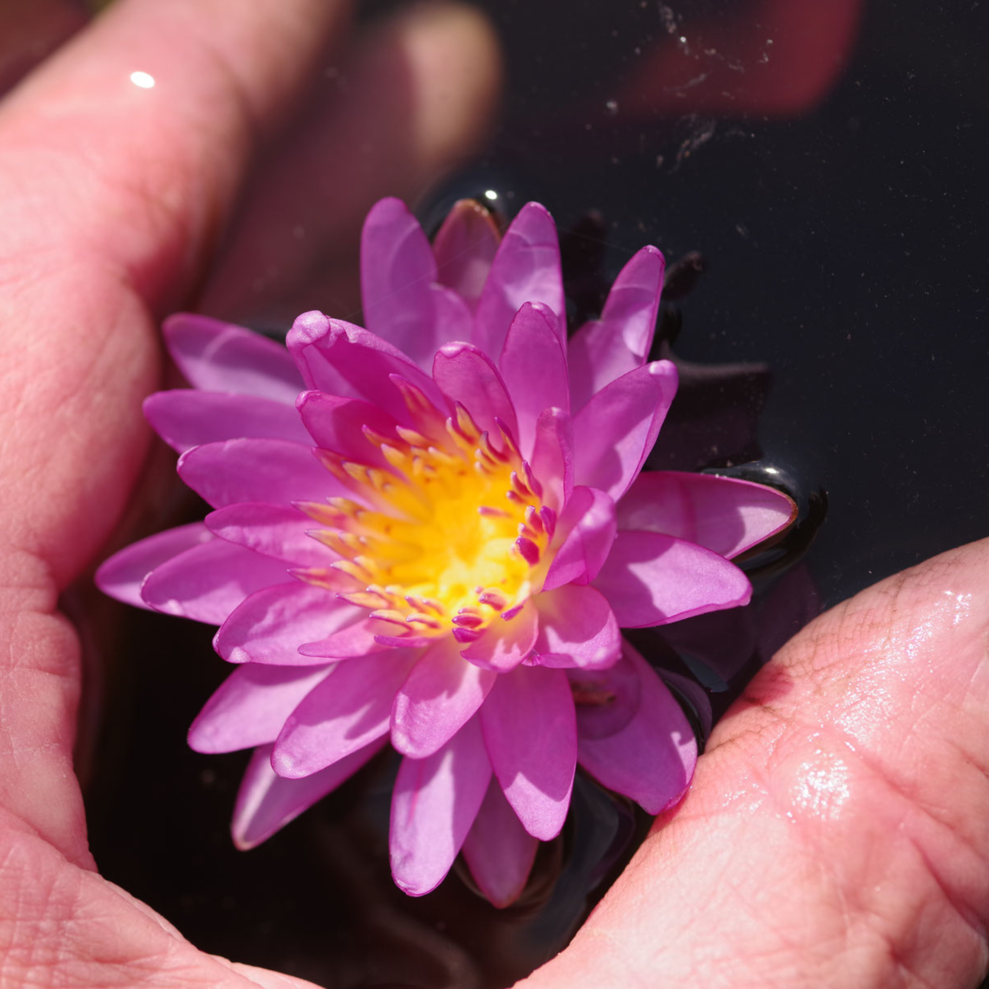 DZ Violicious Water Lily