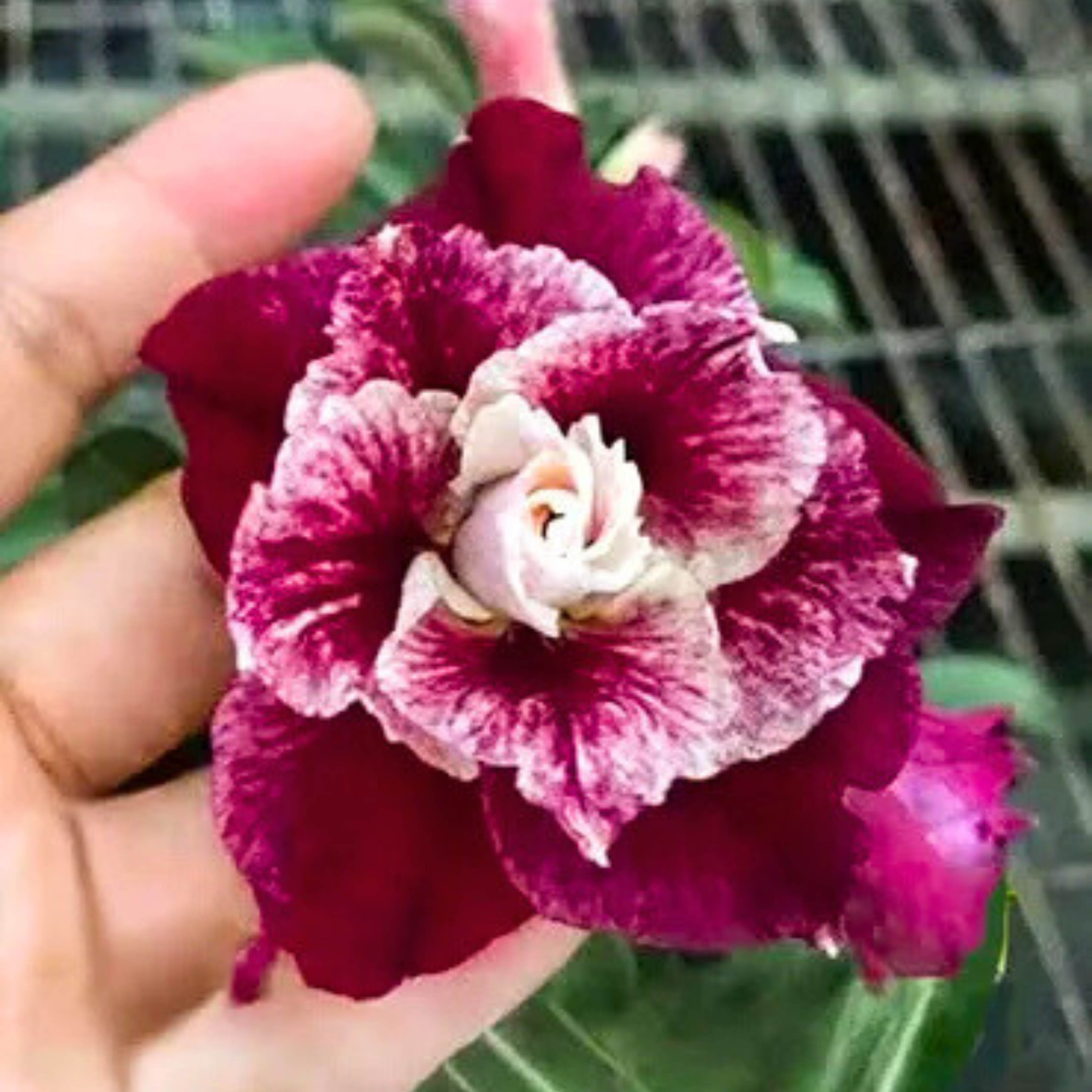 DZ Adenium Rosy Sissy Flowering Live Plant