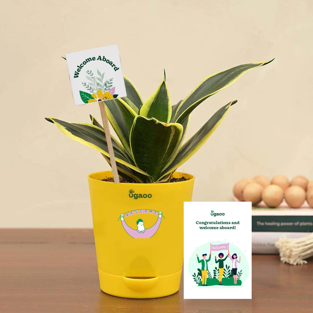 Ugaoo Snake Plant - Golden Hahnii Employee Gift Hamper