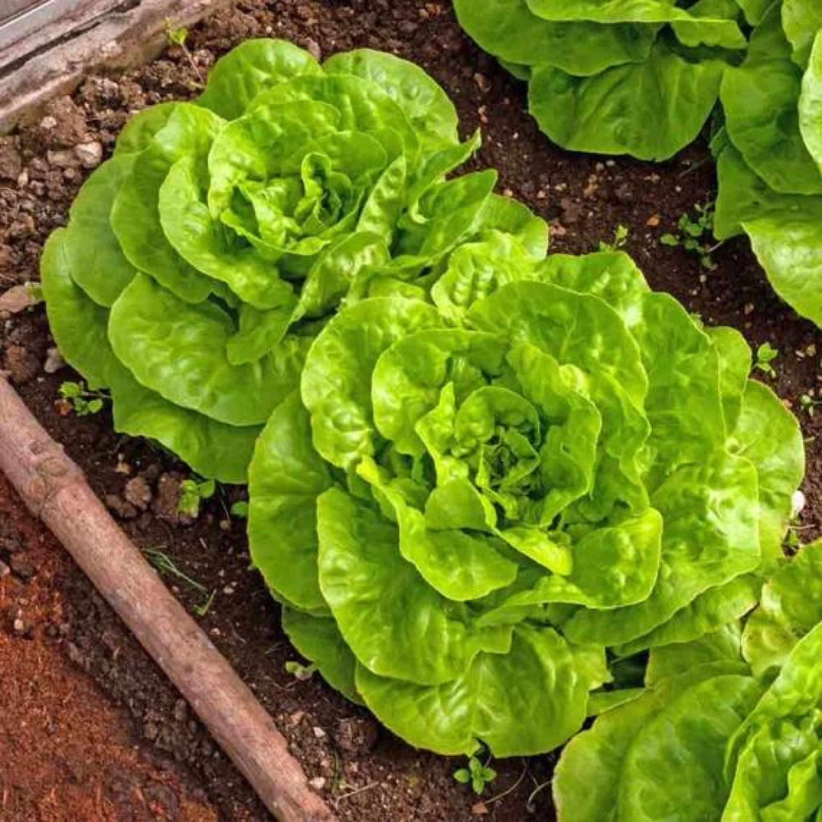 Seed2Plant Organic Butterhead Lettuce Seeds - Open Pollinated