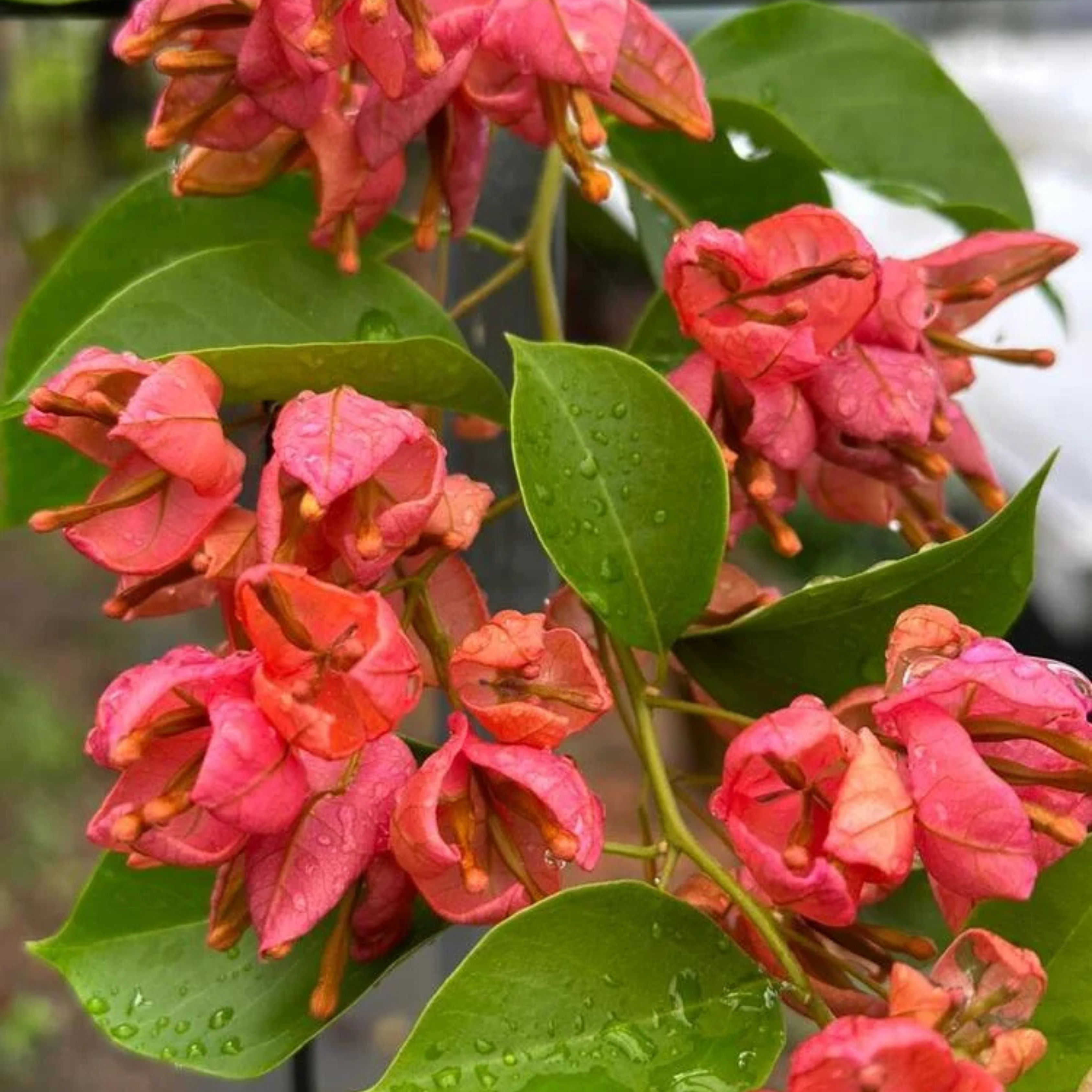 DZ Bougainvillea Tanglong peach (Paper Flower) Rare Flowering Live Plant