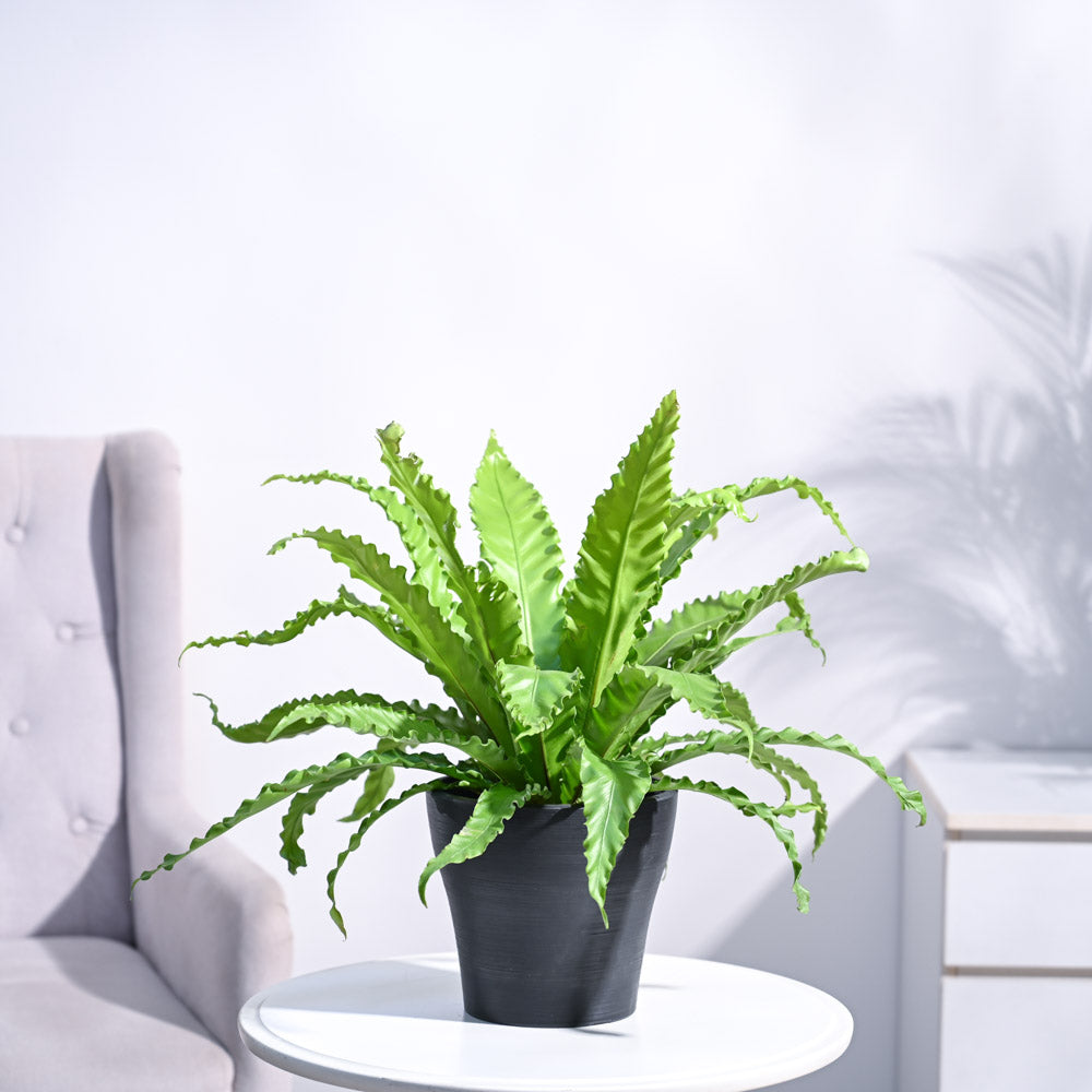 Ugaoo Osaka Bird Nest Fern