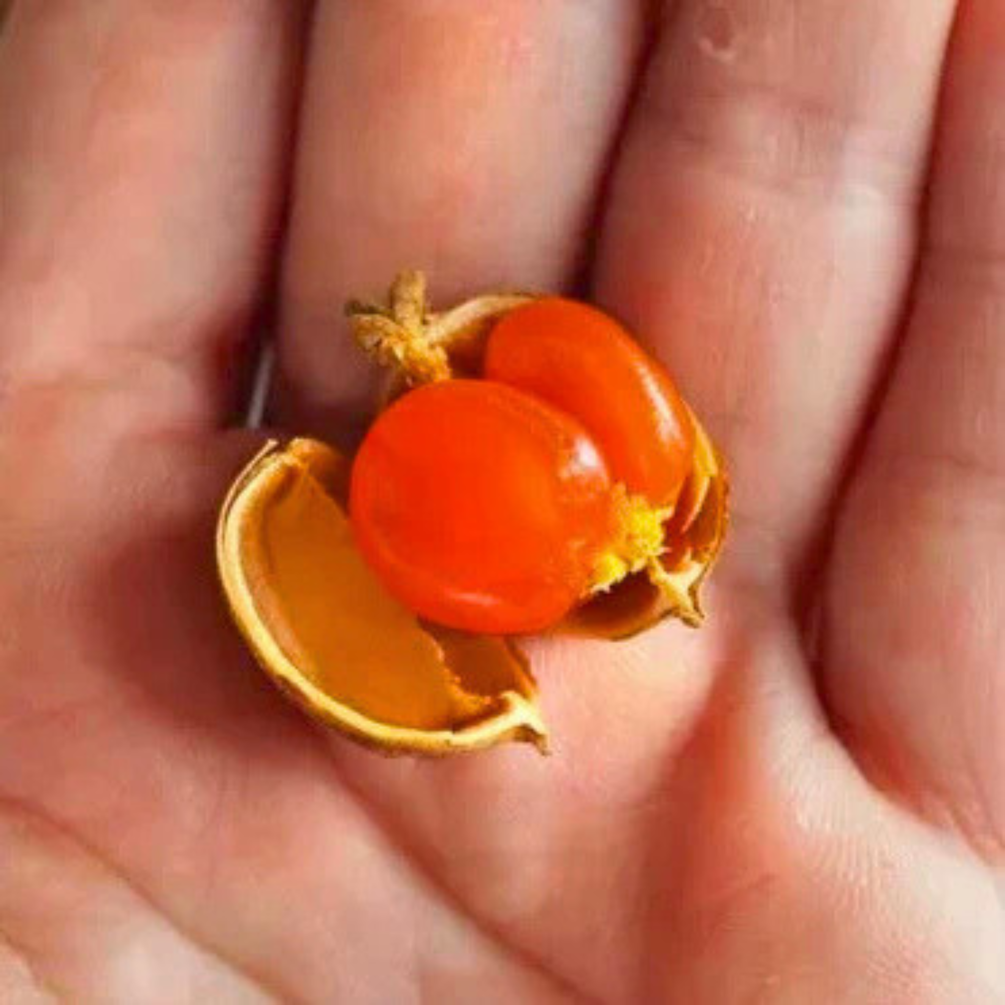 VL Buah Jentik (Baccaurea polyneura) Fruit Live Plant