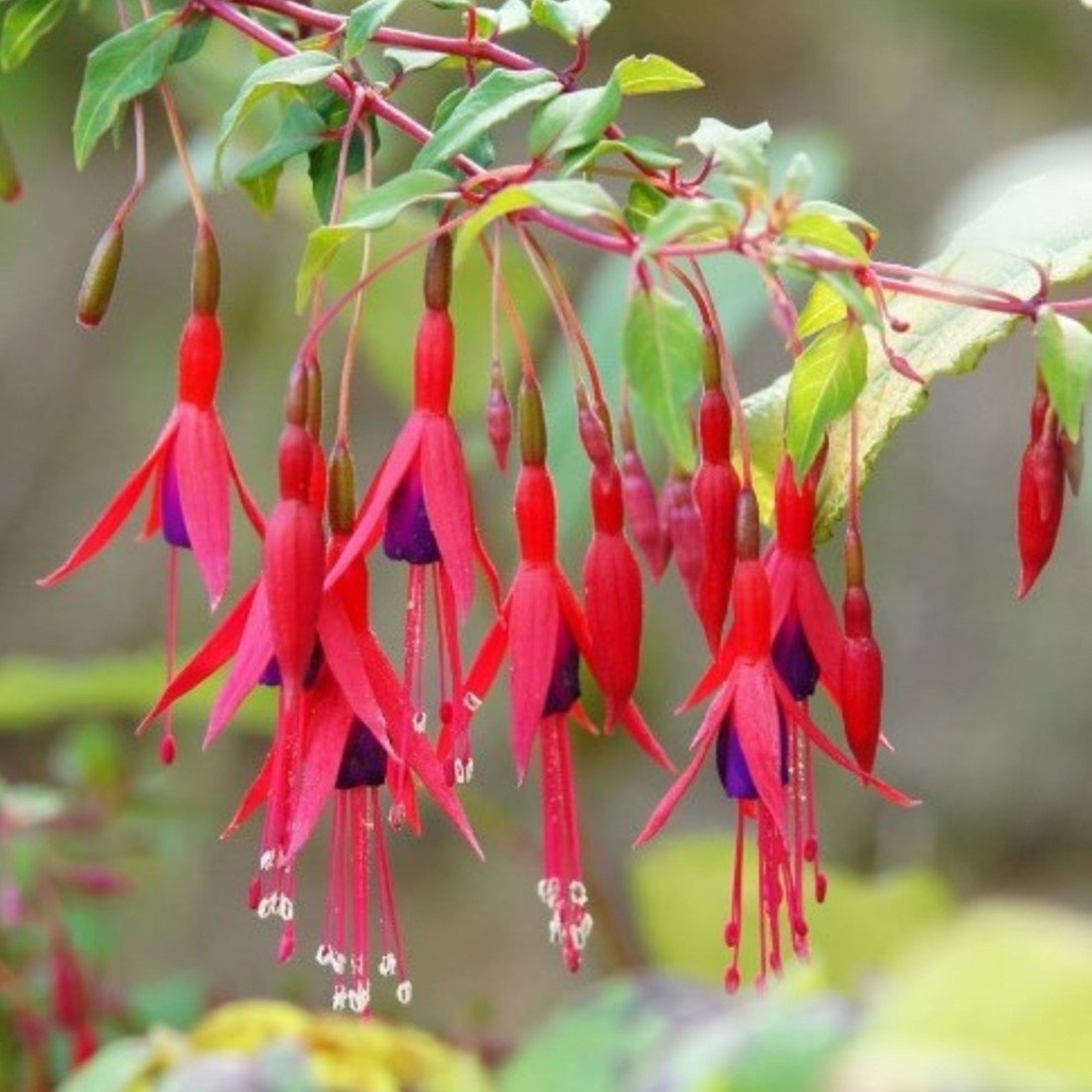 MR Fuchsia Desi Variety (Fuchsia magellanica) Rare All Time Flowering Live Plant