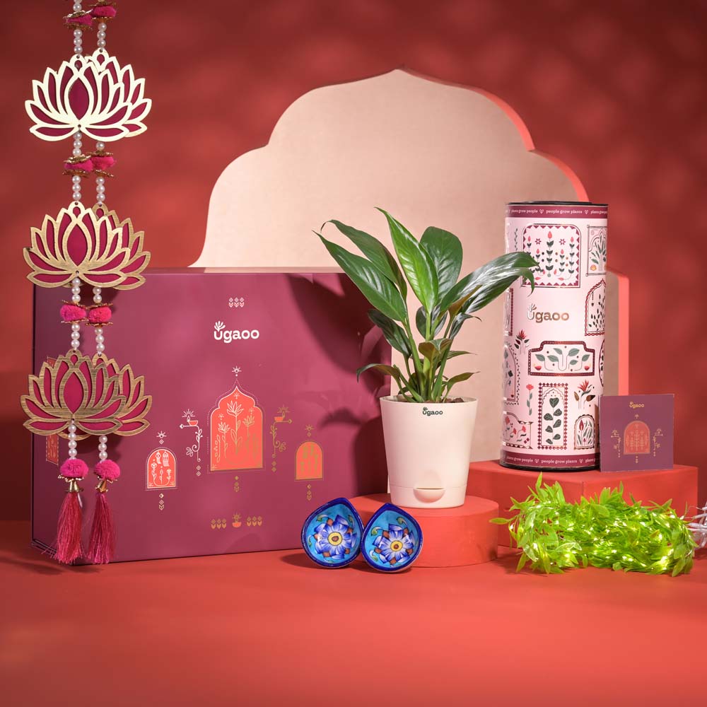 Ugaoo Peace of Mind Diwali Gift Hamper