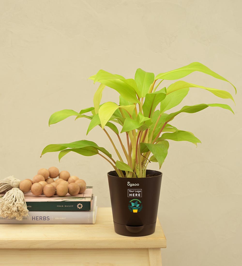 Ugaoo Philodendron Ceylon For Environment Day Gifting