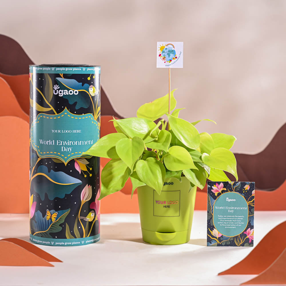 Ugaoo Philodendron Oxycardium Golden Plant For Environment Day Gifting - view 14