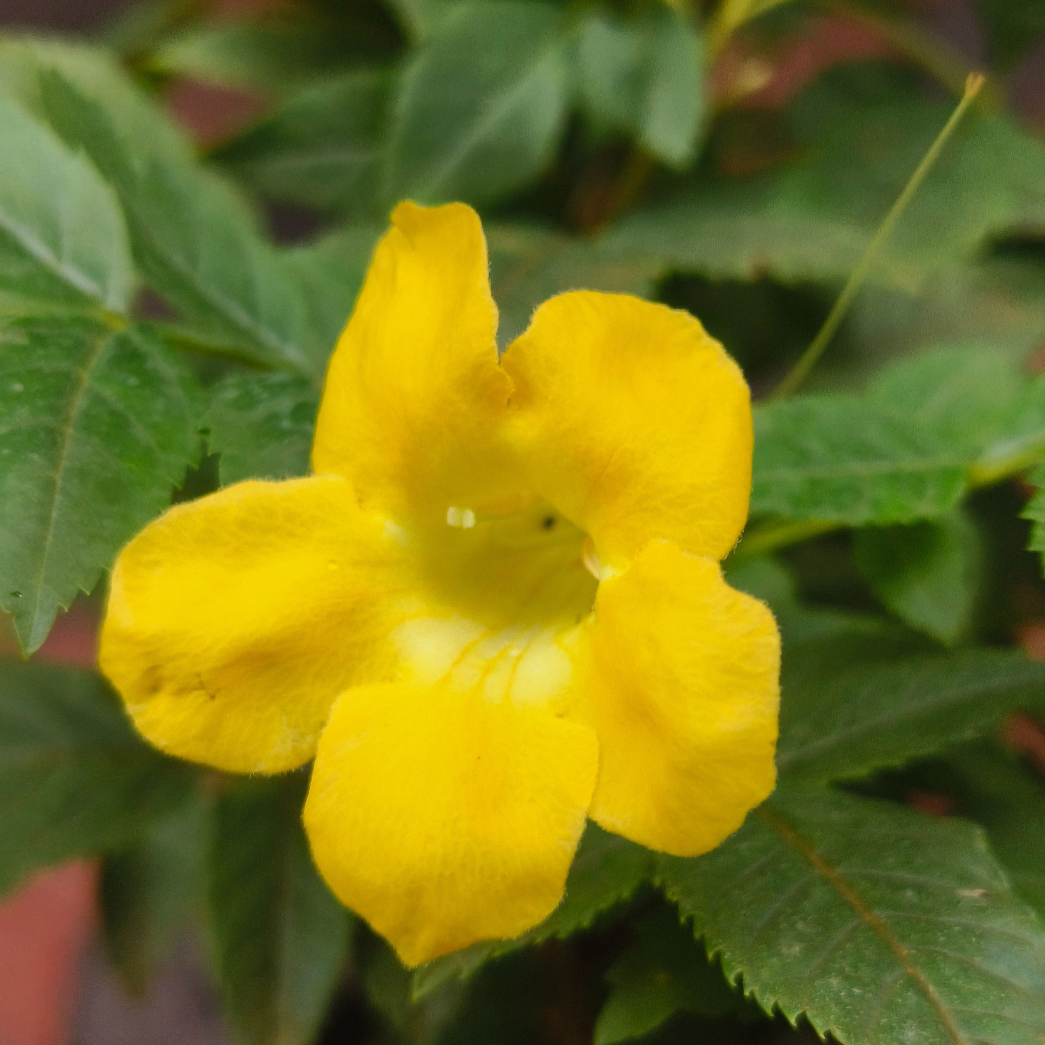 DZ Tecoma Yellow (Golden Bells) All Time Flowering Live Plant - view 2