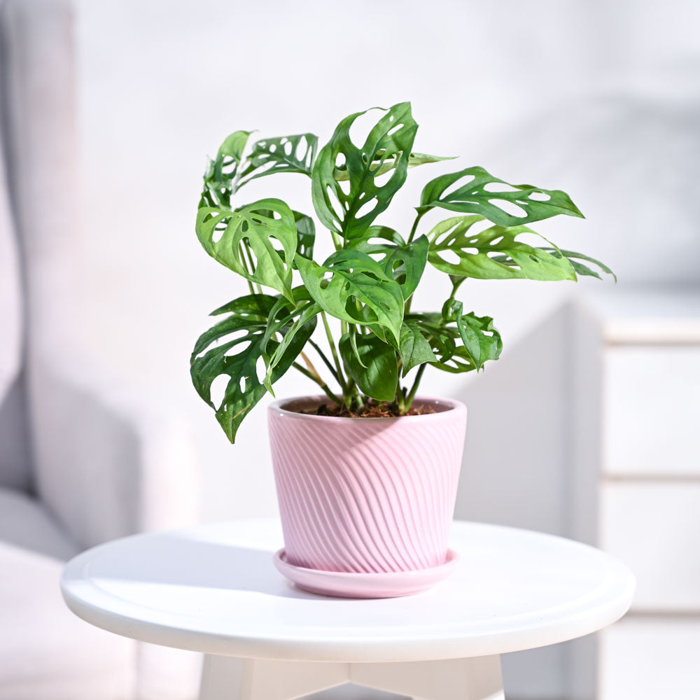 Ugaoo Broken Heart Plant - view 71