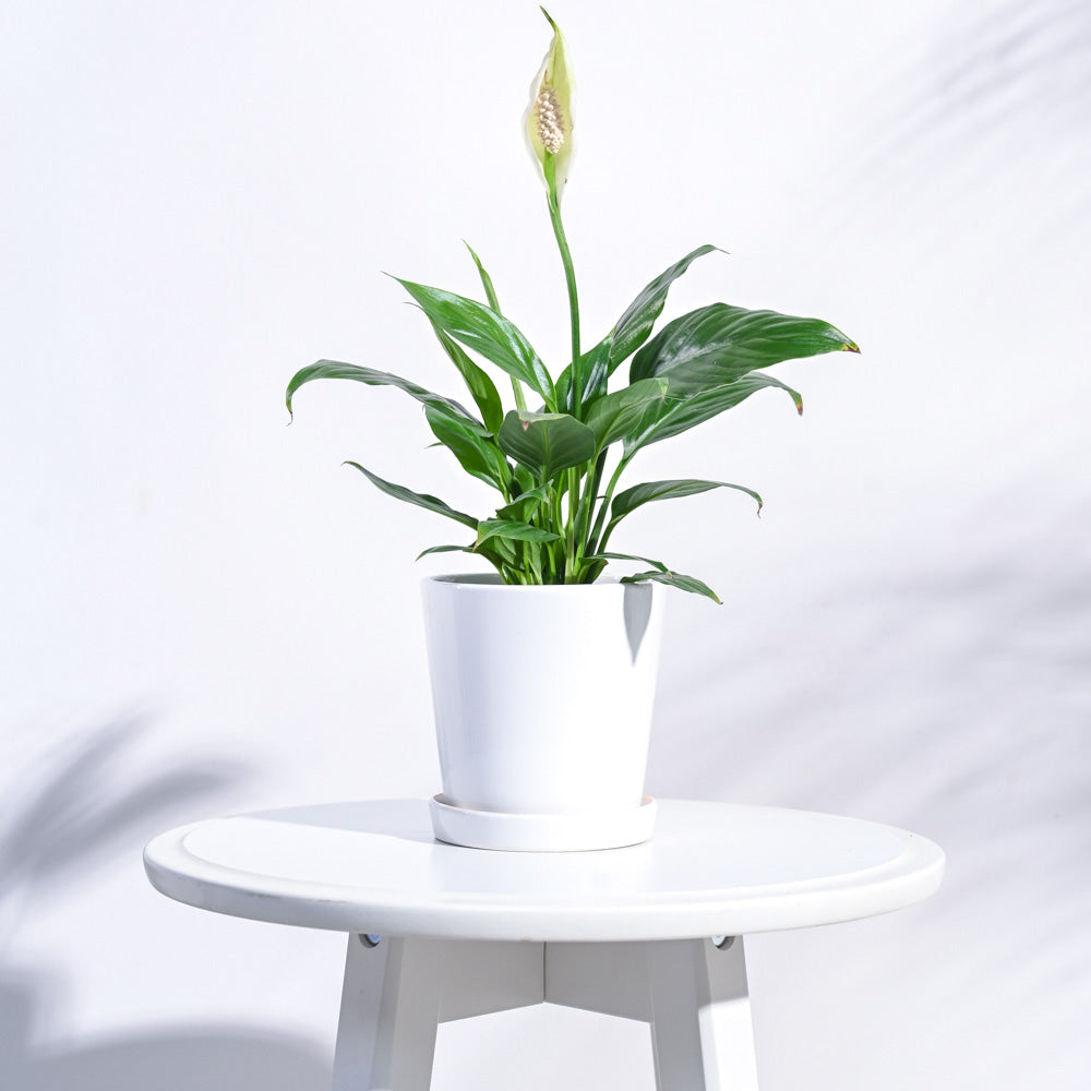 Ugaoo Table Top Ceramic Pot - White