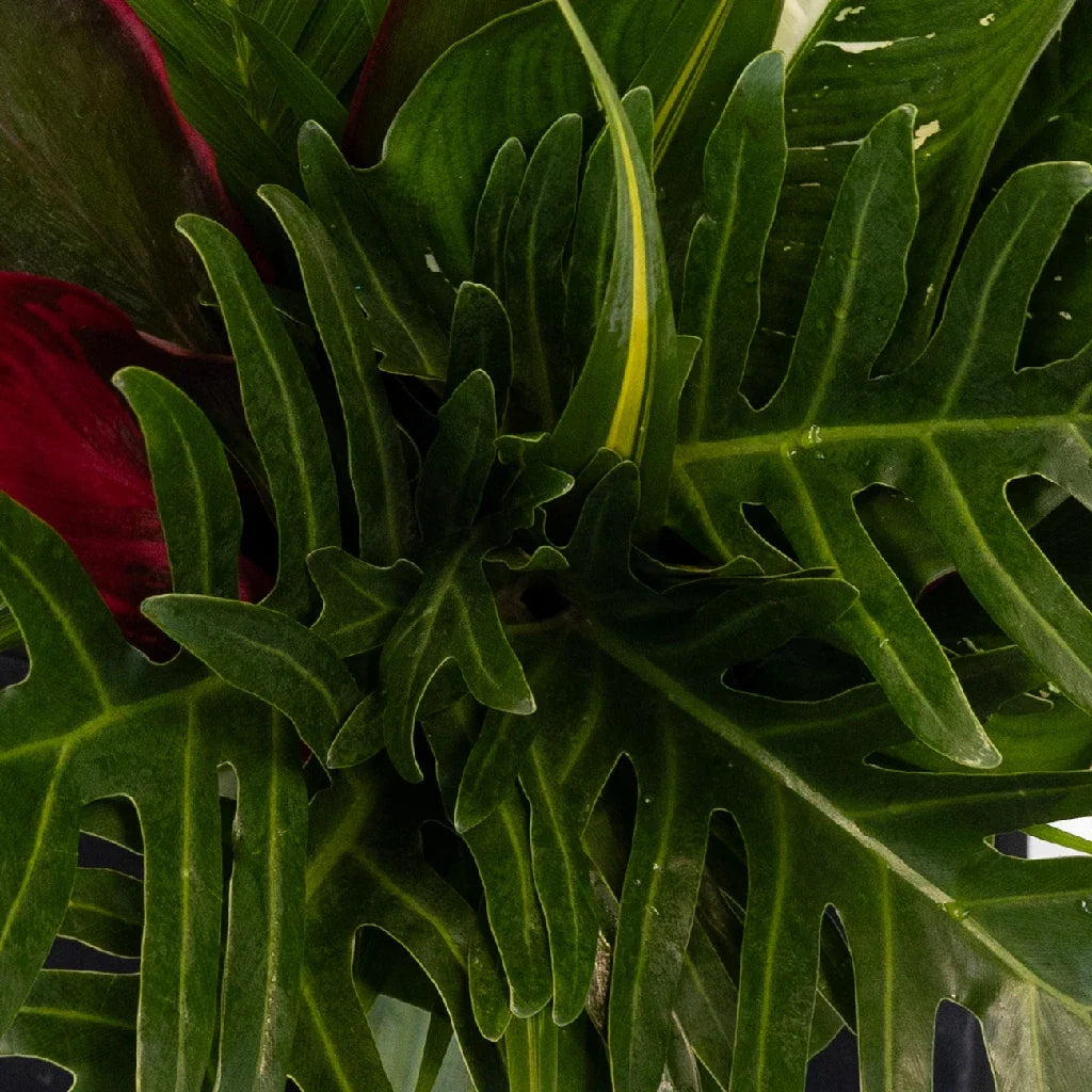 FiftyFlowers Lush Green Amazon DIY Greenery Kit - view 3