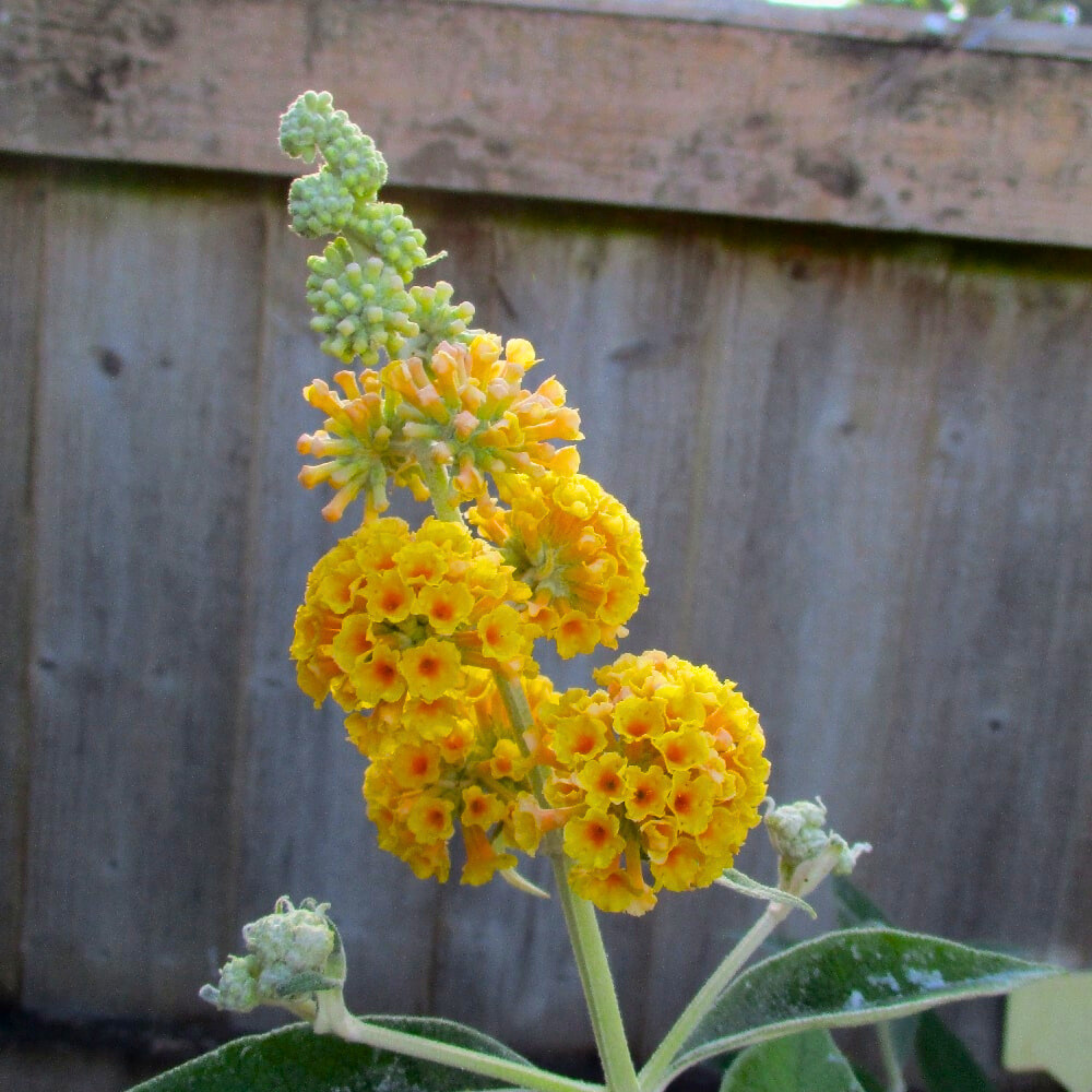 MR Buddleja / Butterfly Bush Yellow Flowering Live Plant