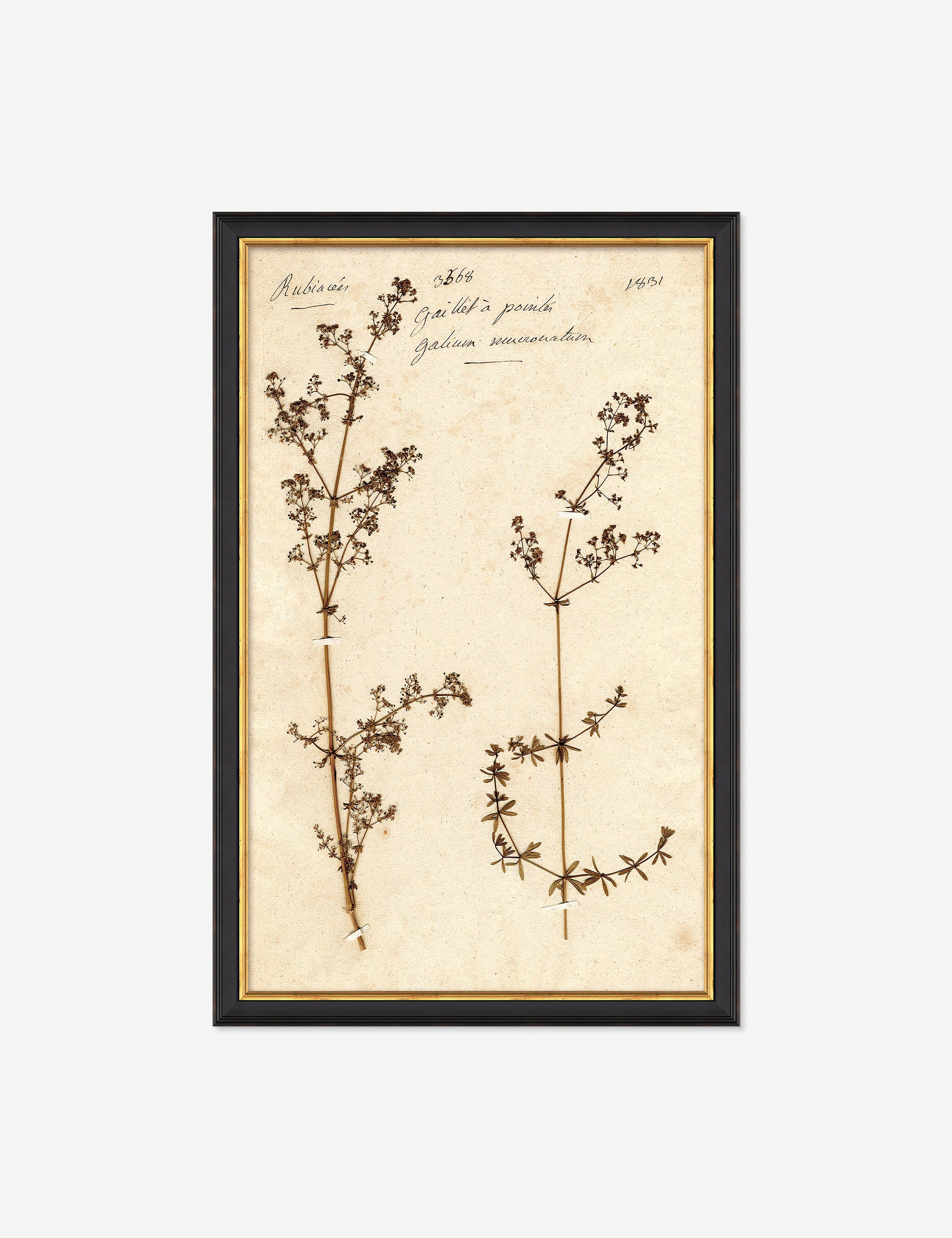 Lulu and Georgia Herbarium B Wall Art – Black
