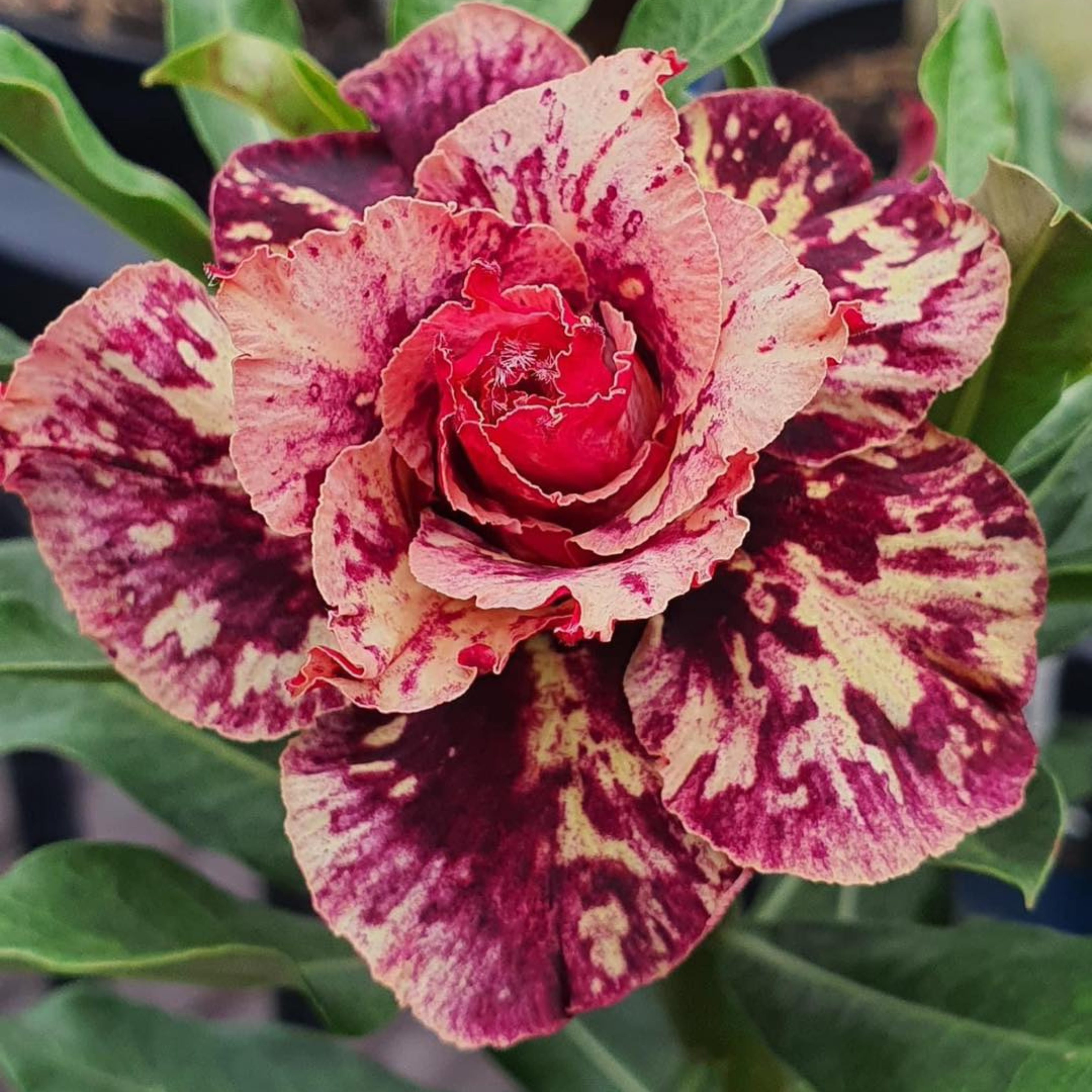 DZ Adenium Rosy Mong Cam Flowering Live Plant