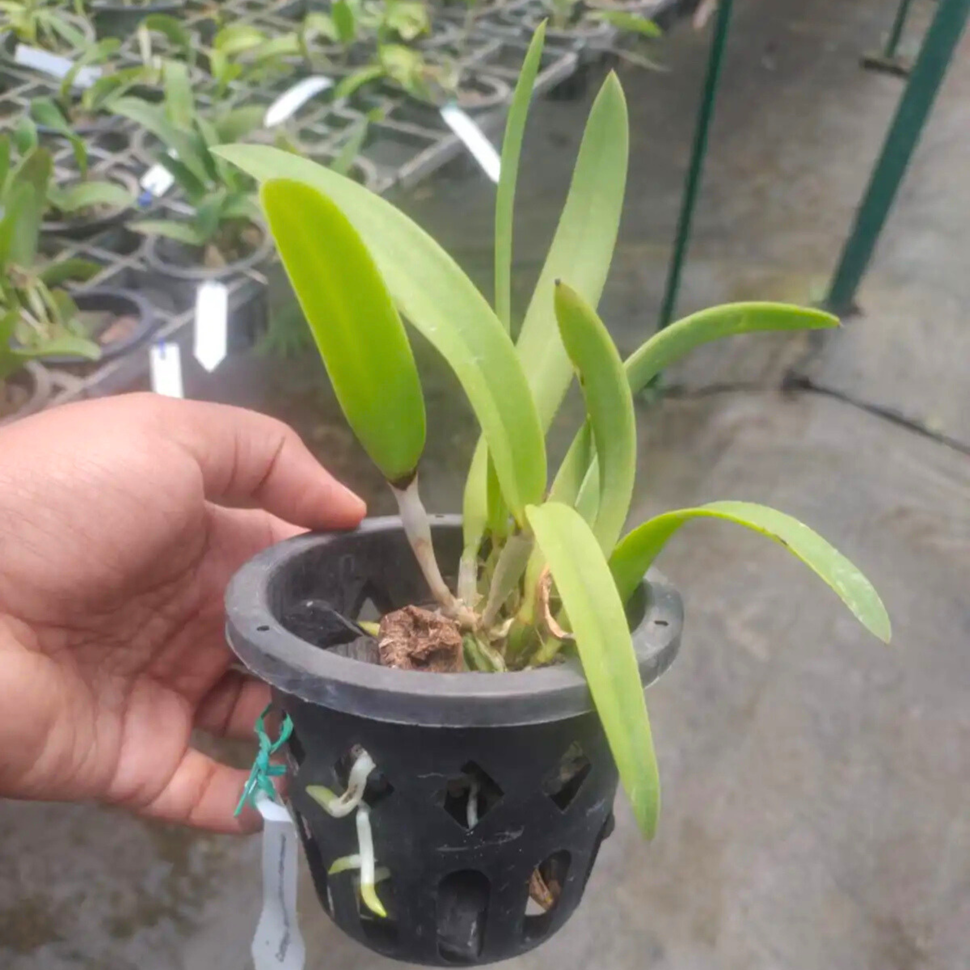 DZ Cattleya Intermedia x Morning Glory - view 2