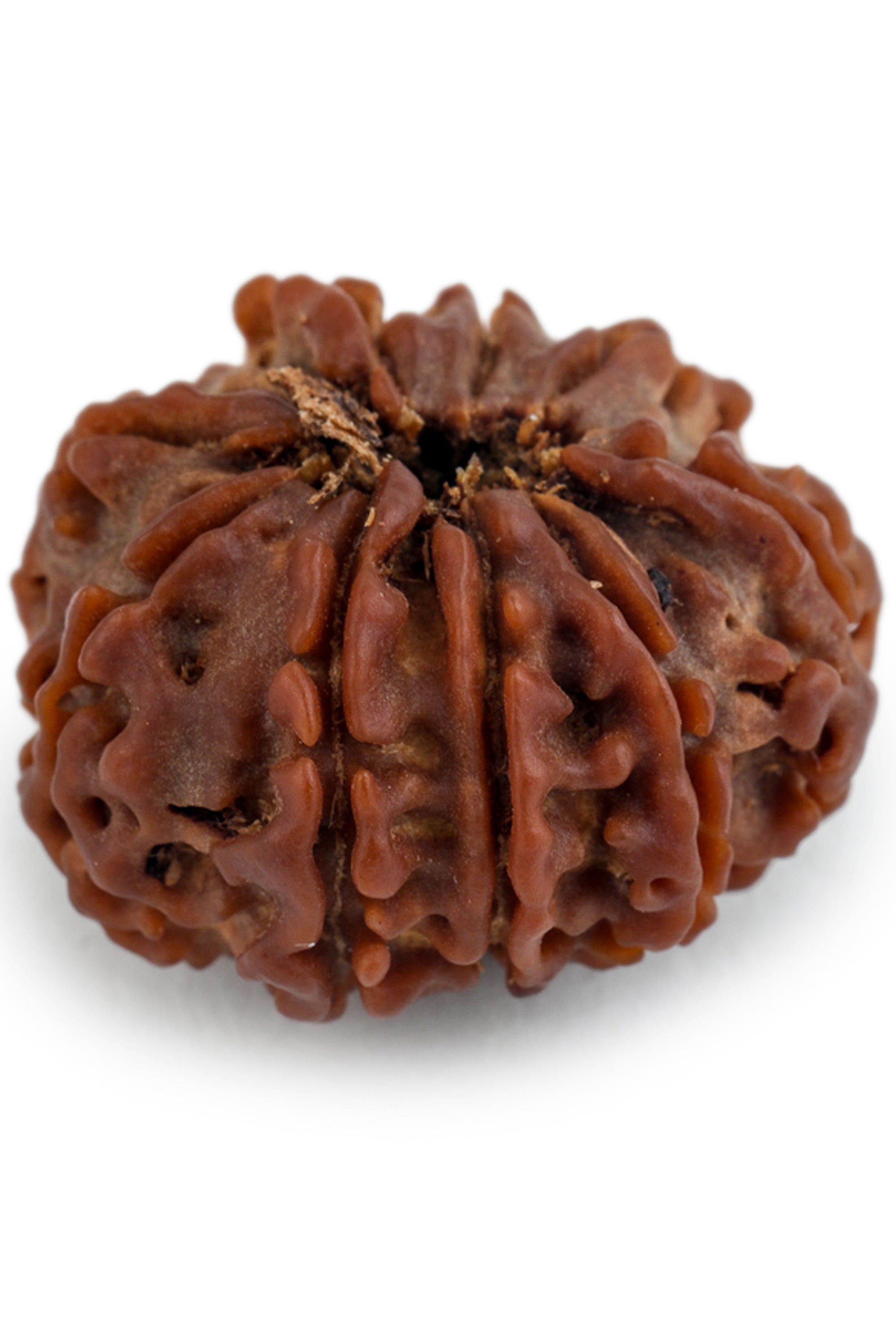 Studio Vaidik 8 mukhi Natural Rudraksha - view 2
