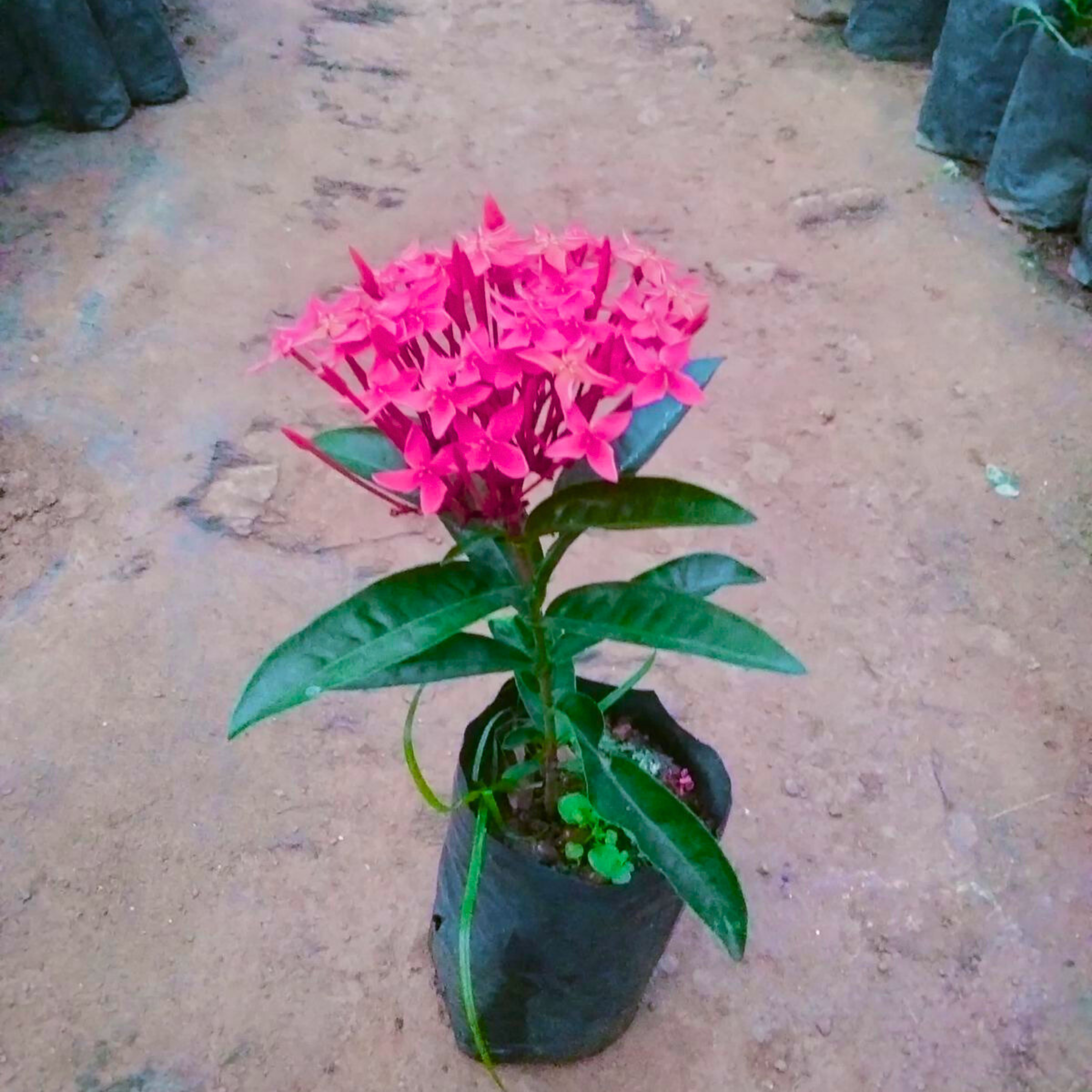 MR Bhadrakali Thetti (Ixora coccinea) All Time Flowering Live Plant