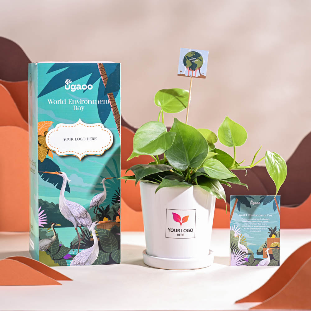 Ugaoo Philodendron Oxycardium Green Plant For Environment Day Gifting - view 67