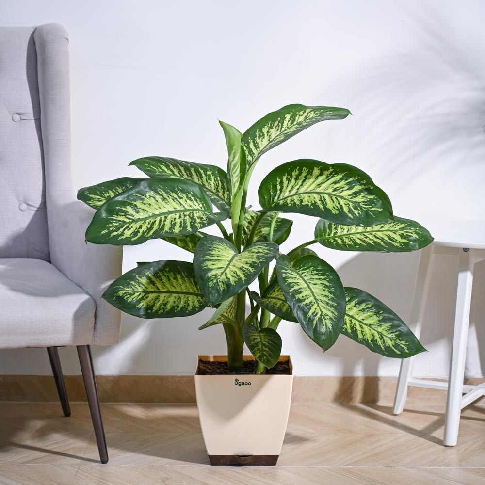 Ugaoo Dieffenbachia Tropic Snow Plant - XL