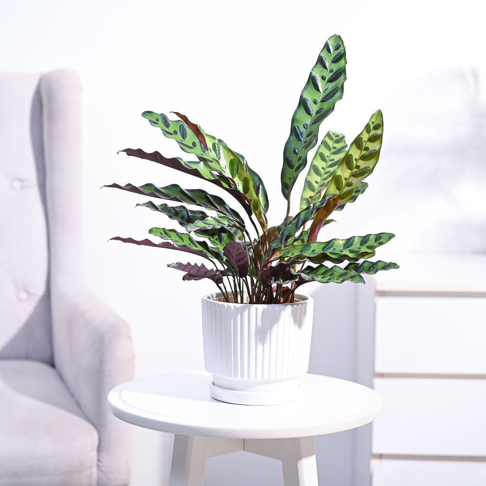 Ugaoo Calathea Rattlesnake Plant - view 46