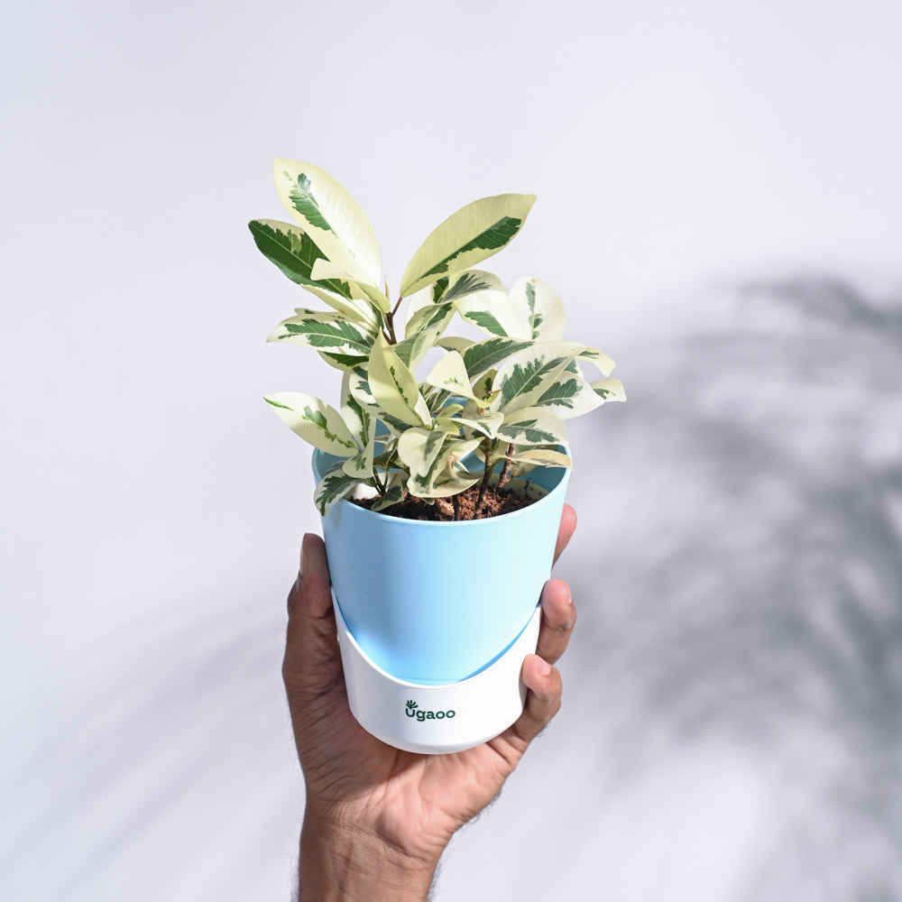 Ugaoo Ficus Prestige Plant - view 129
