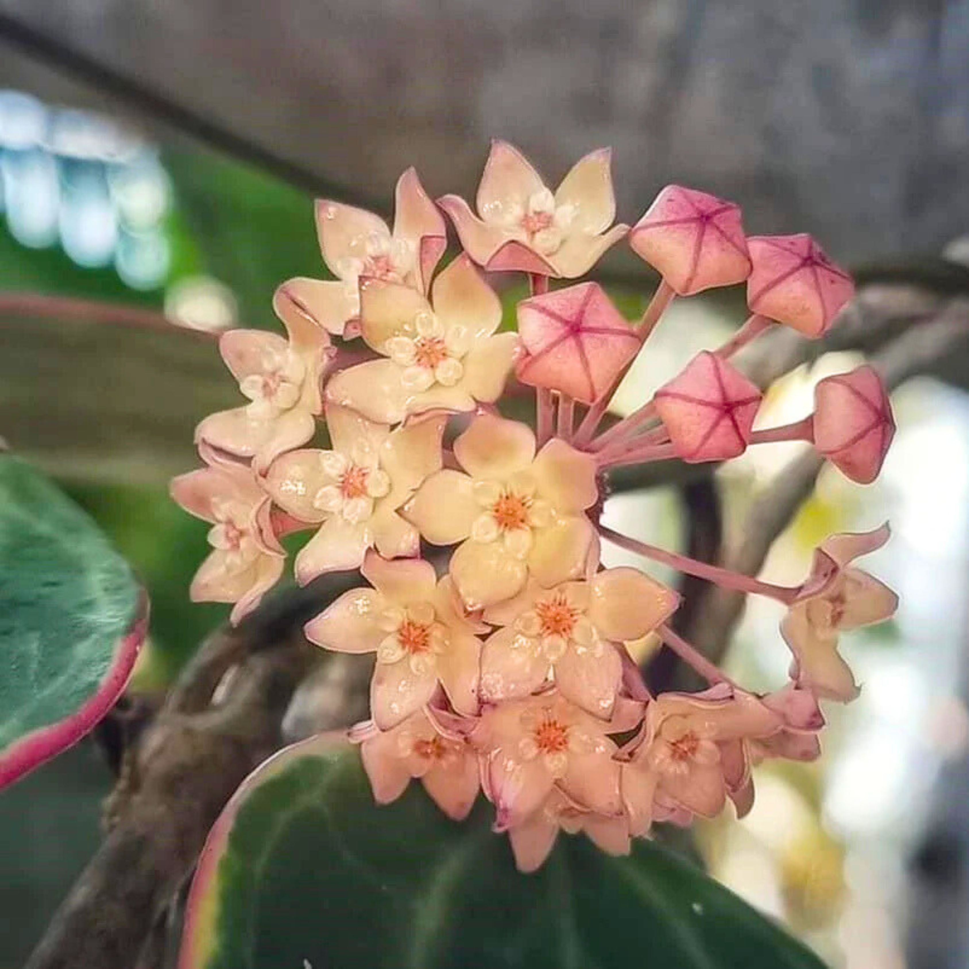 DZ Hoya Macrophylla Albomarginata - view 4