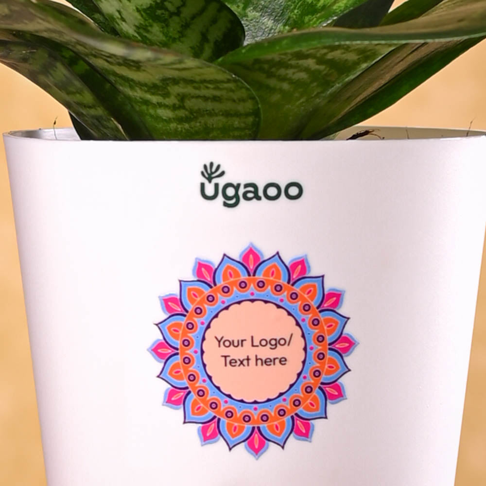 Ugaoo Snake Plant - Green Diwali Gift - view 3