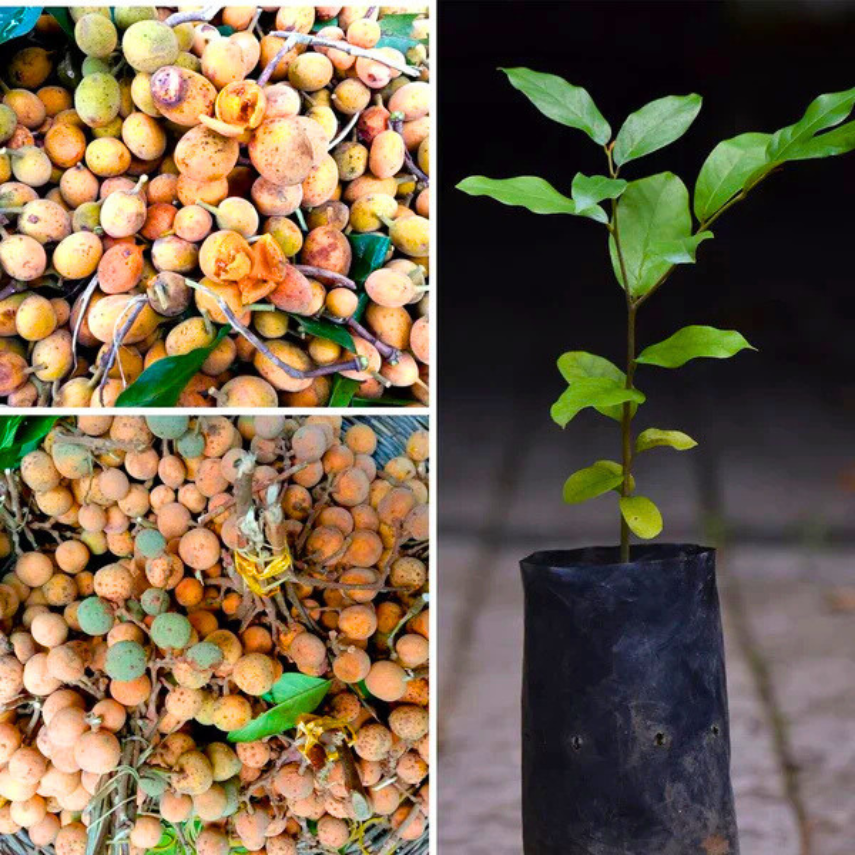 VL Preah Dak Fruit Live Plant