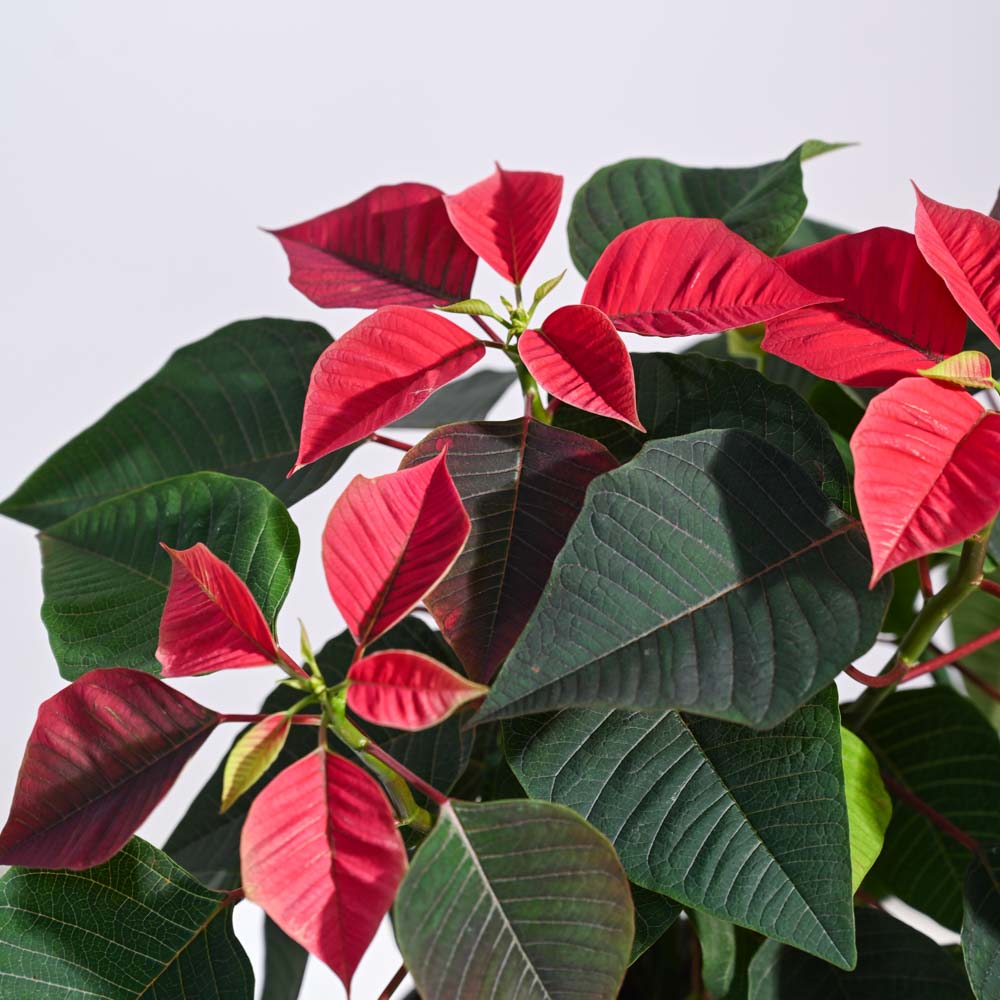 Ugaoo Poinsettia Red Plant with Oslo Planter - view 7