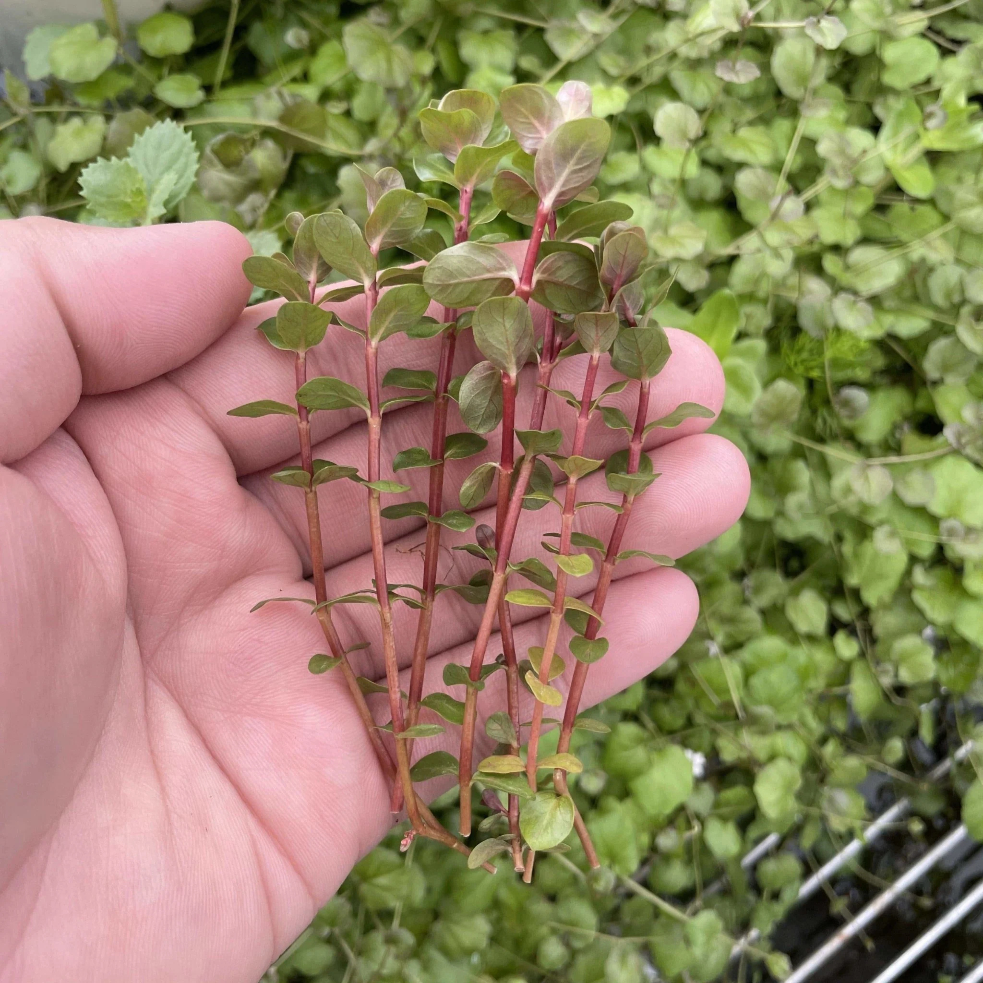 MRWP Rotala Macrandra Mini Red Aquarium Live Plant - view 2