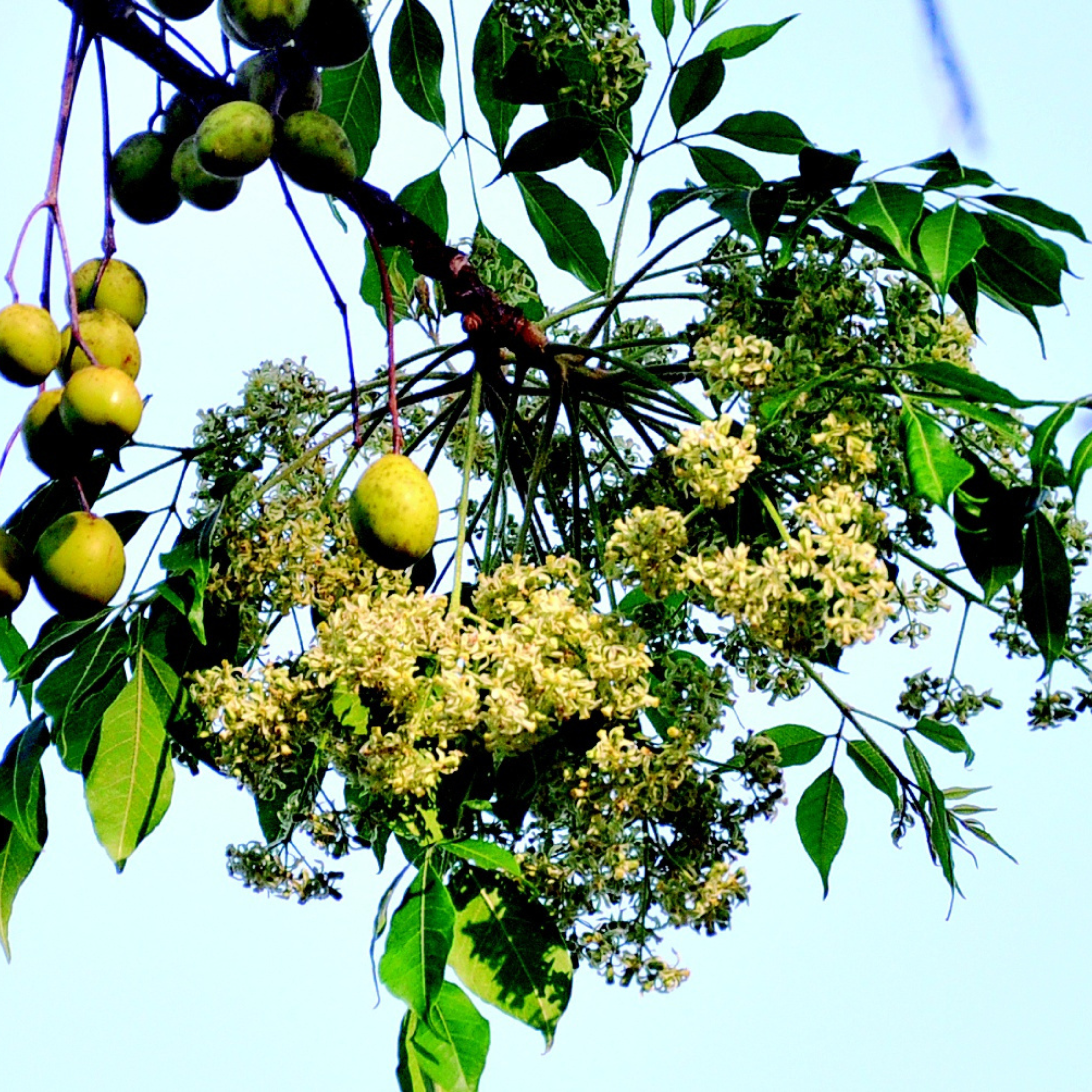 MR Malabar Neem (Melia dubia) Live Plant